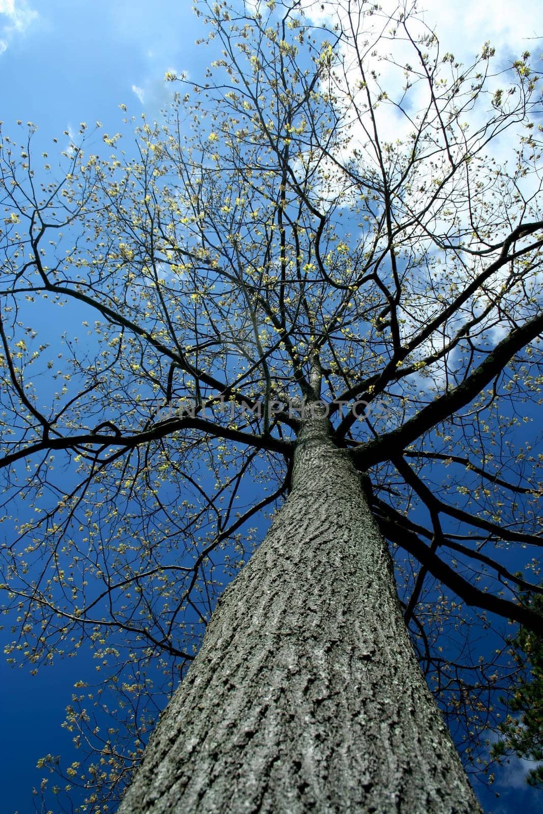 Looking up a tall tree with sky