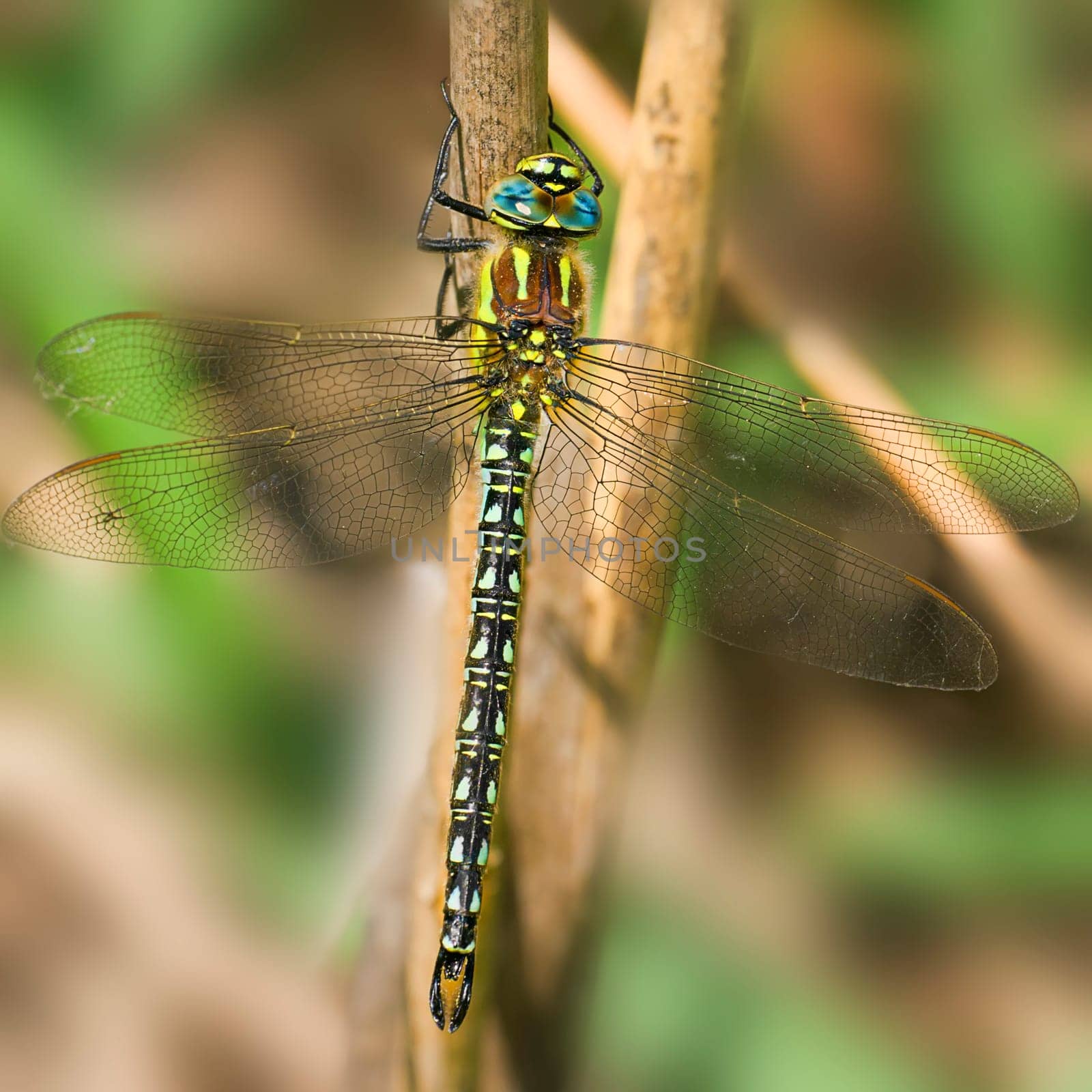 Mosaic Damselfly Female