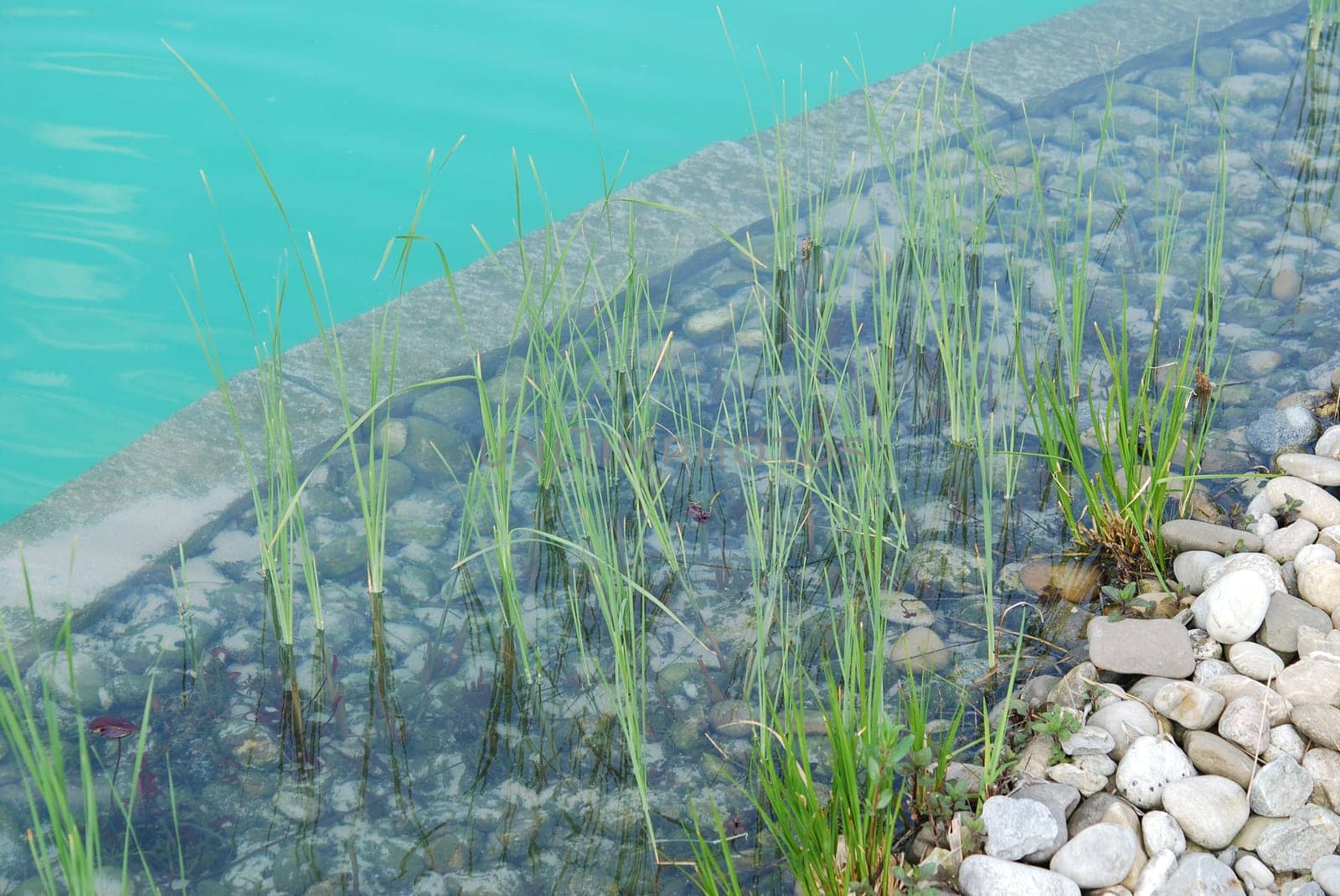 Aquatic plants,greening,shore,pond construction