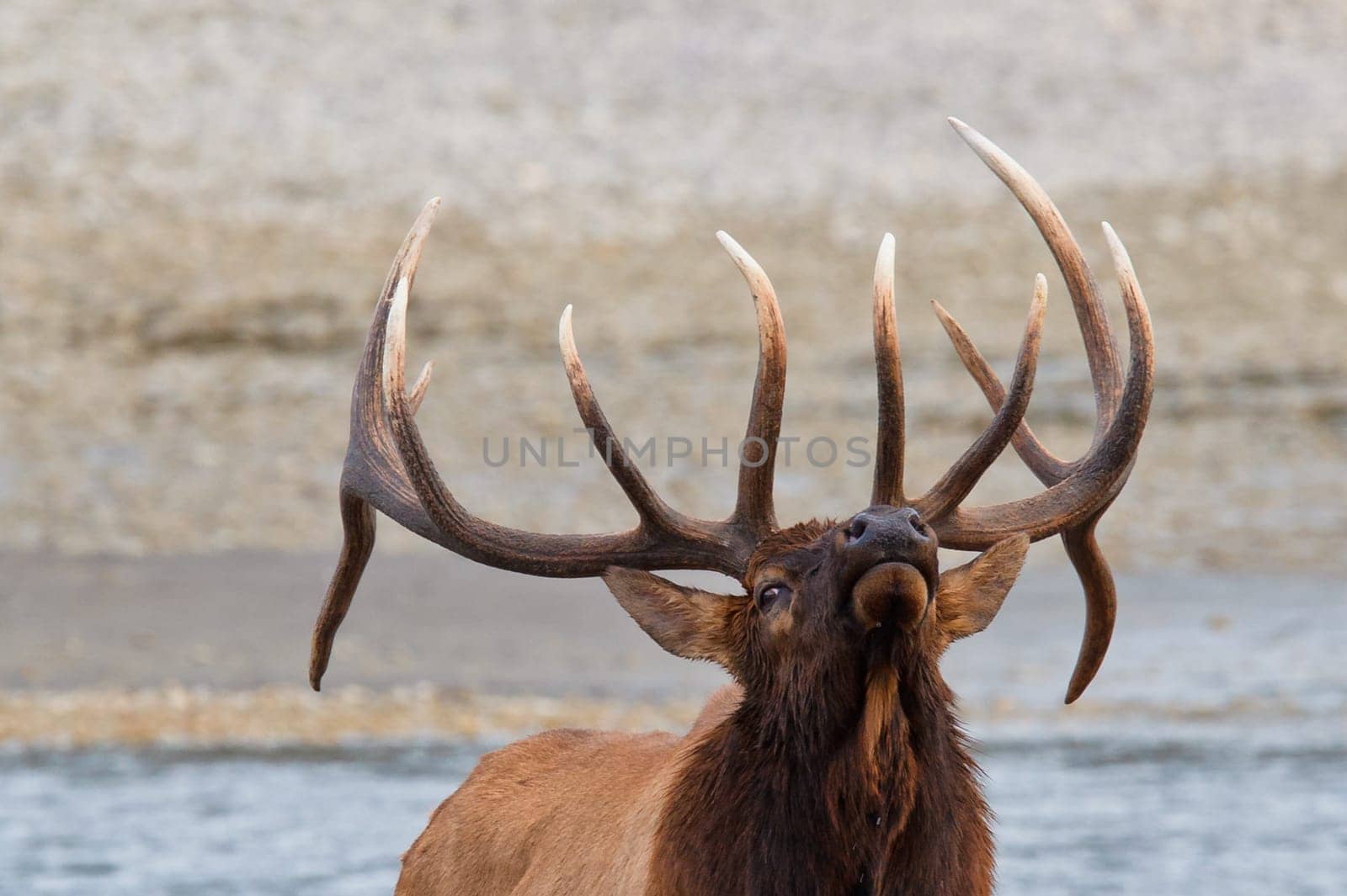 Bull elk, cervus canadensis in Athabasca River, Jasper National Park, Alberta, Canada