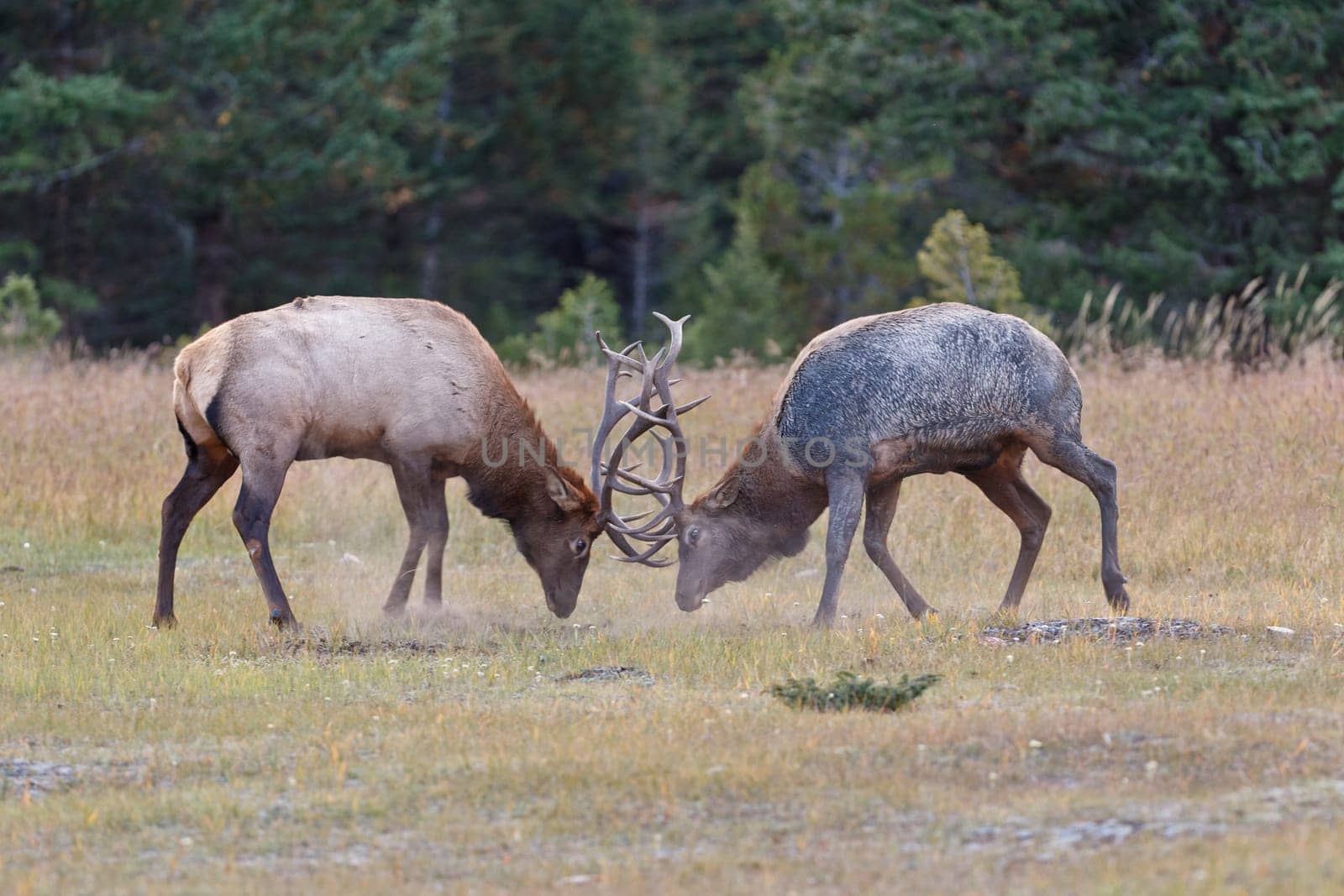 Bull Elks fighting, Jasper National Park, Canada