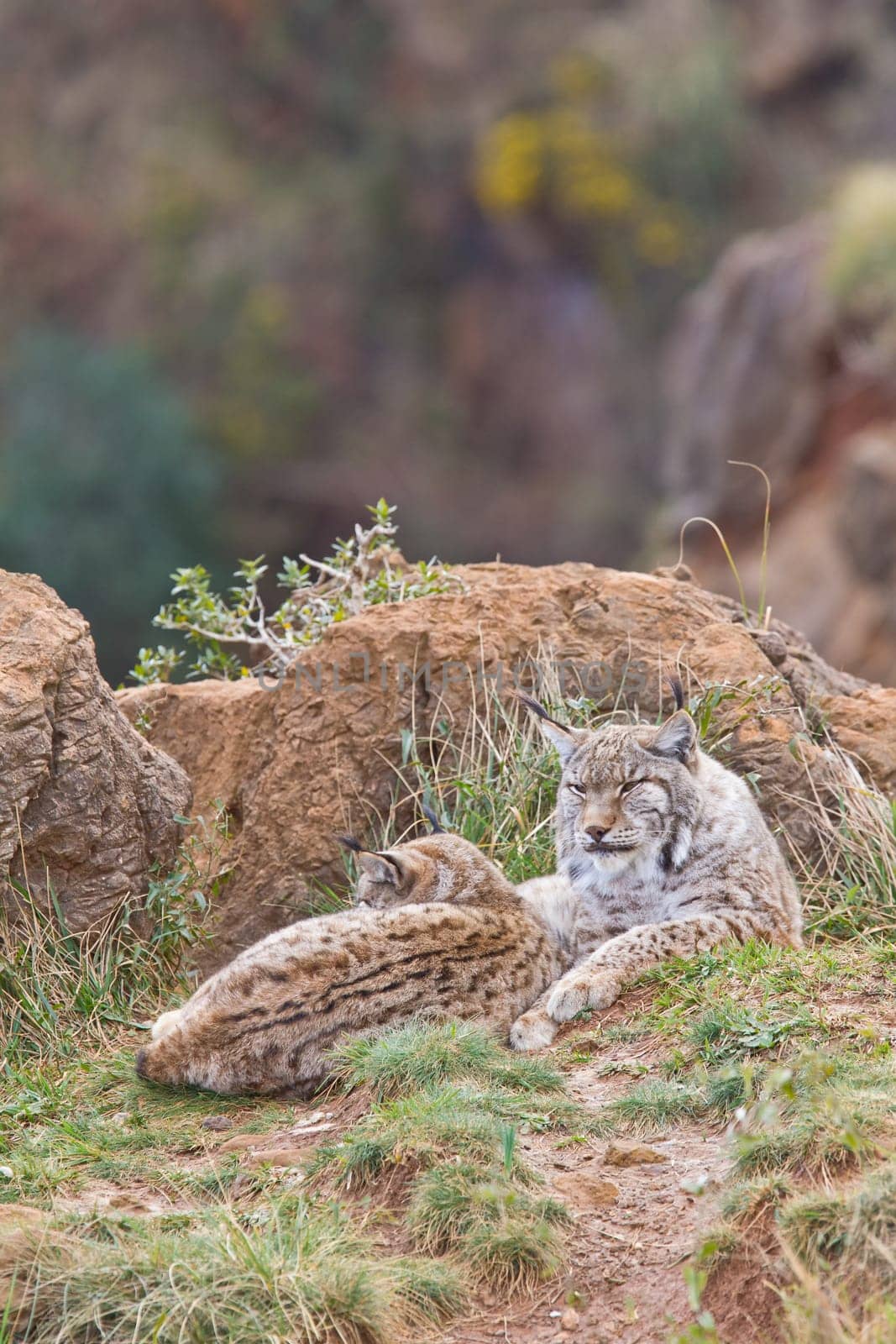 Two eurasian lynxes in a wild life park