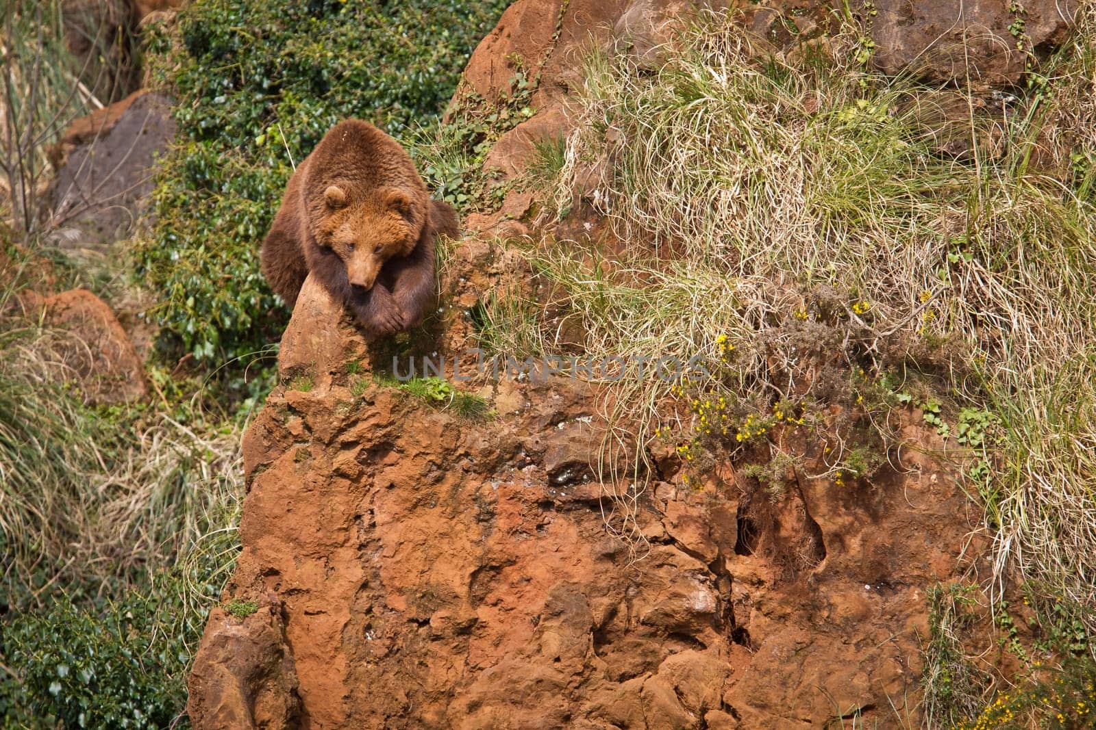 One brown bear, ursus arctos resting on the rock