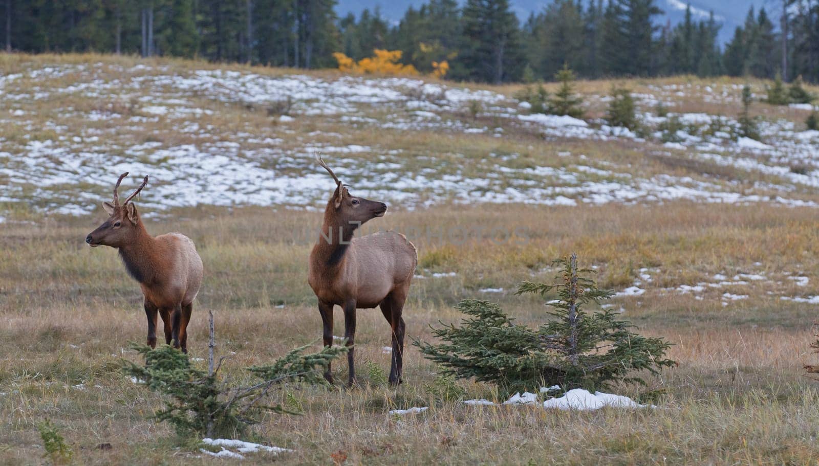 Two young male elks, cervus canadensis in Banff National Park, Alberta, Canada