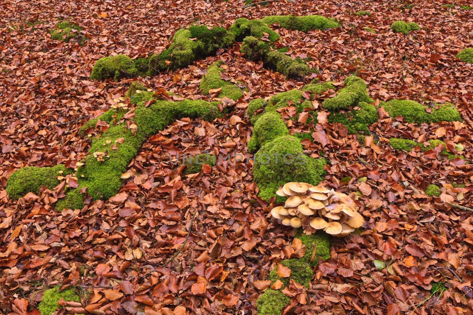 The falling leaves colors the autumn season in the forest. Otzarreta, Bizkaia, Spain
