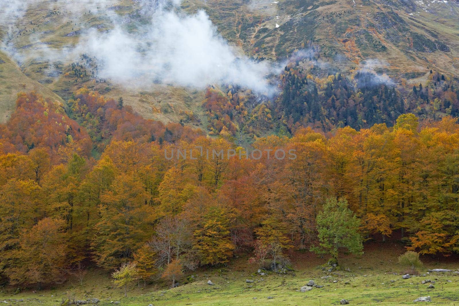 Autumns colors in the cloudy forest