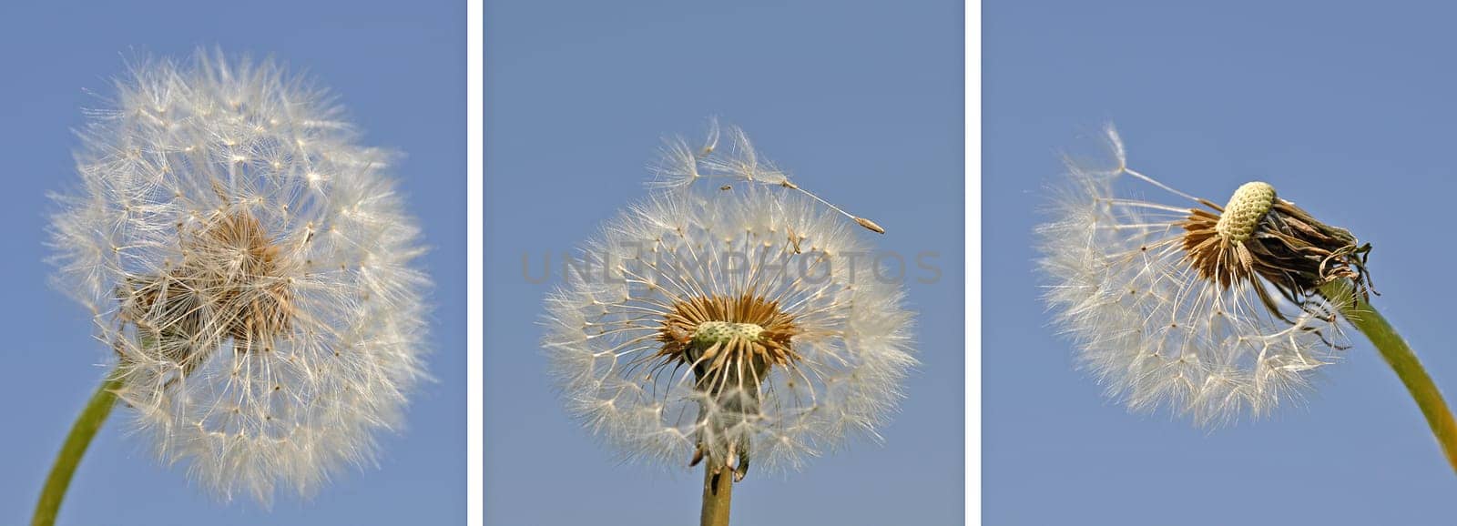 Dandelions