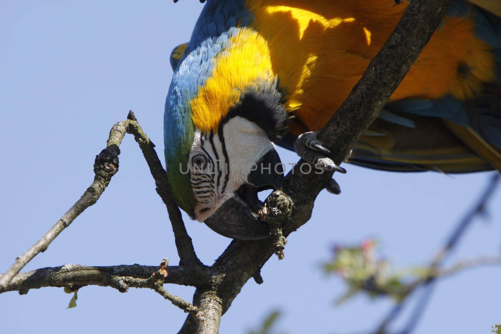 Yellow-breasted Macaw