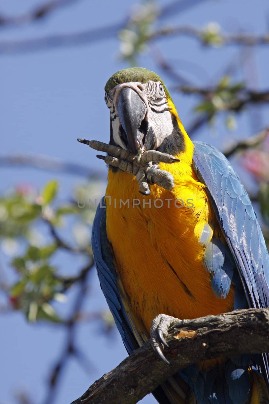 Yellow-breasted Macaw