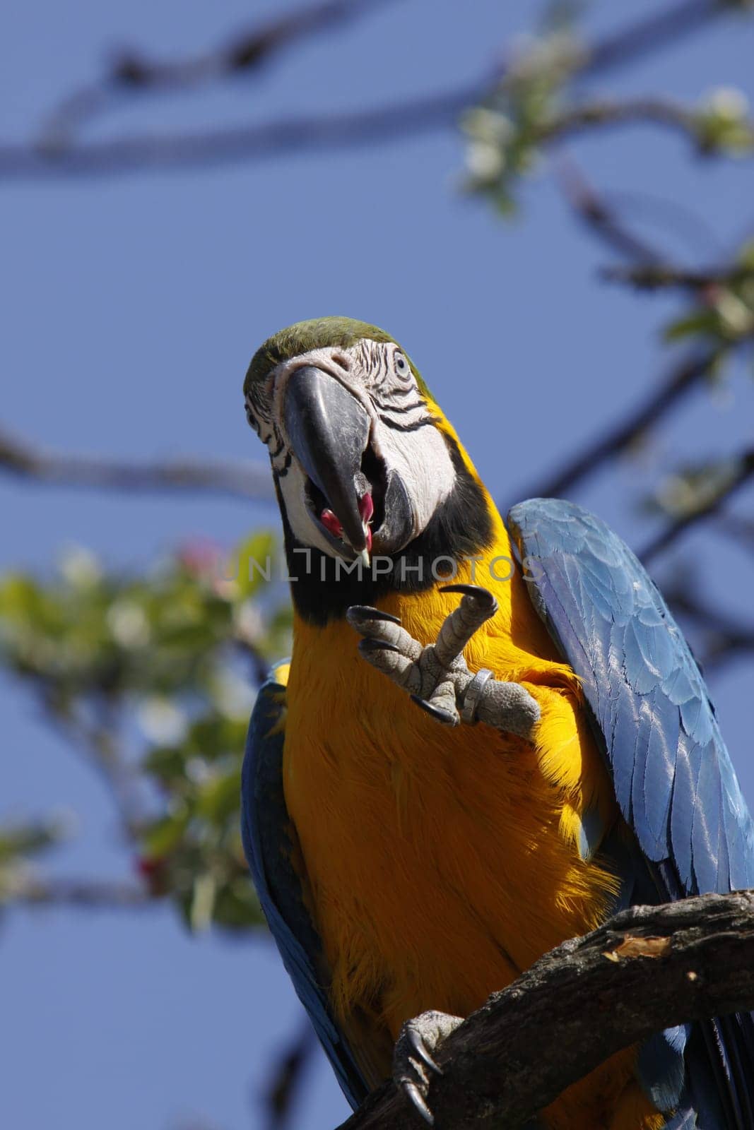 Yellow-breasted Macaw