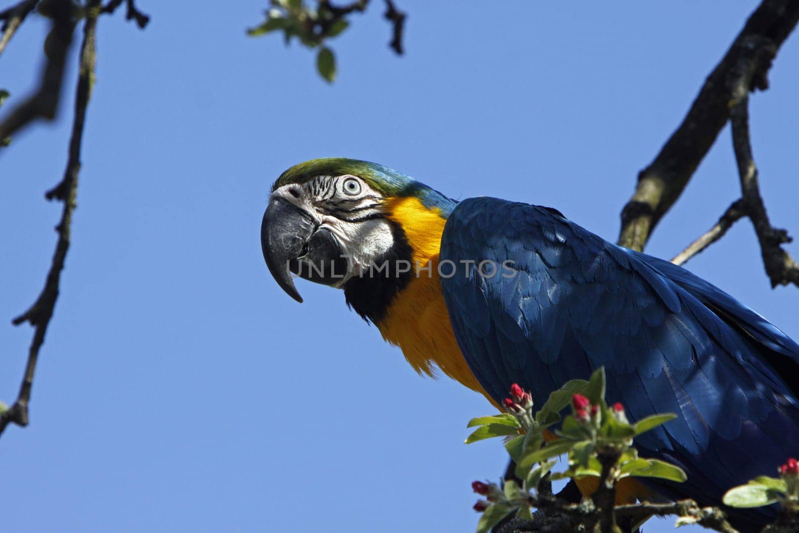 Yellow-breasted Macaw