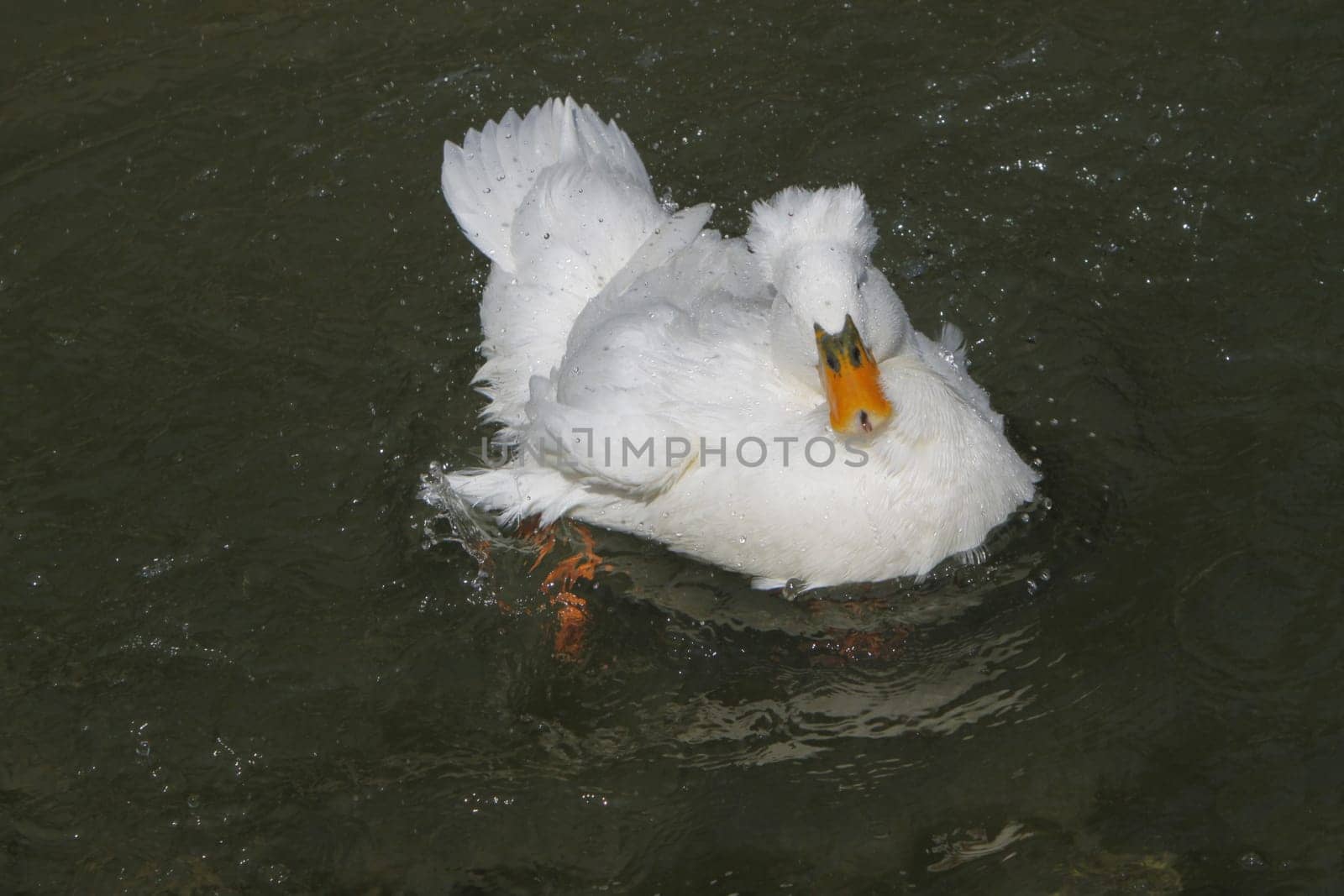 Bathing crested duck