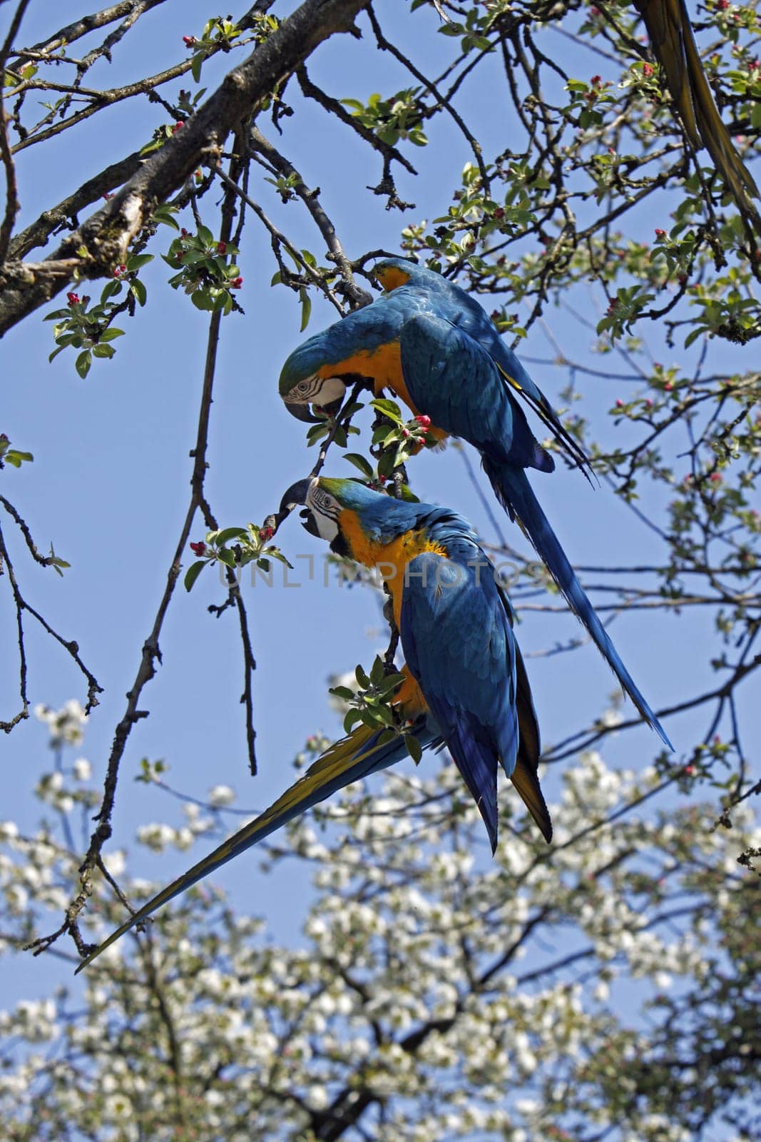 Yellow-breasted macaws