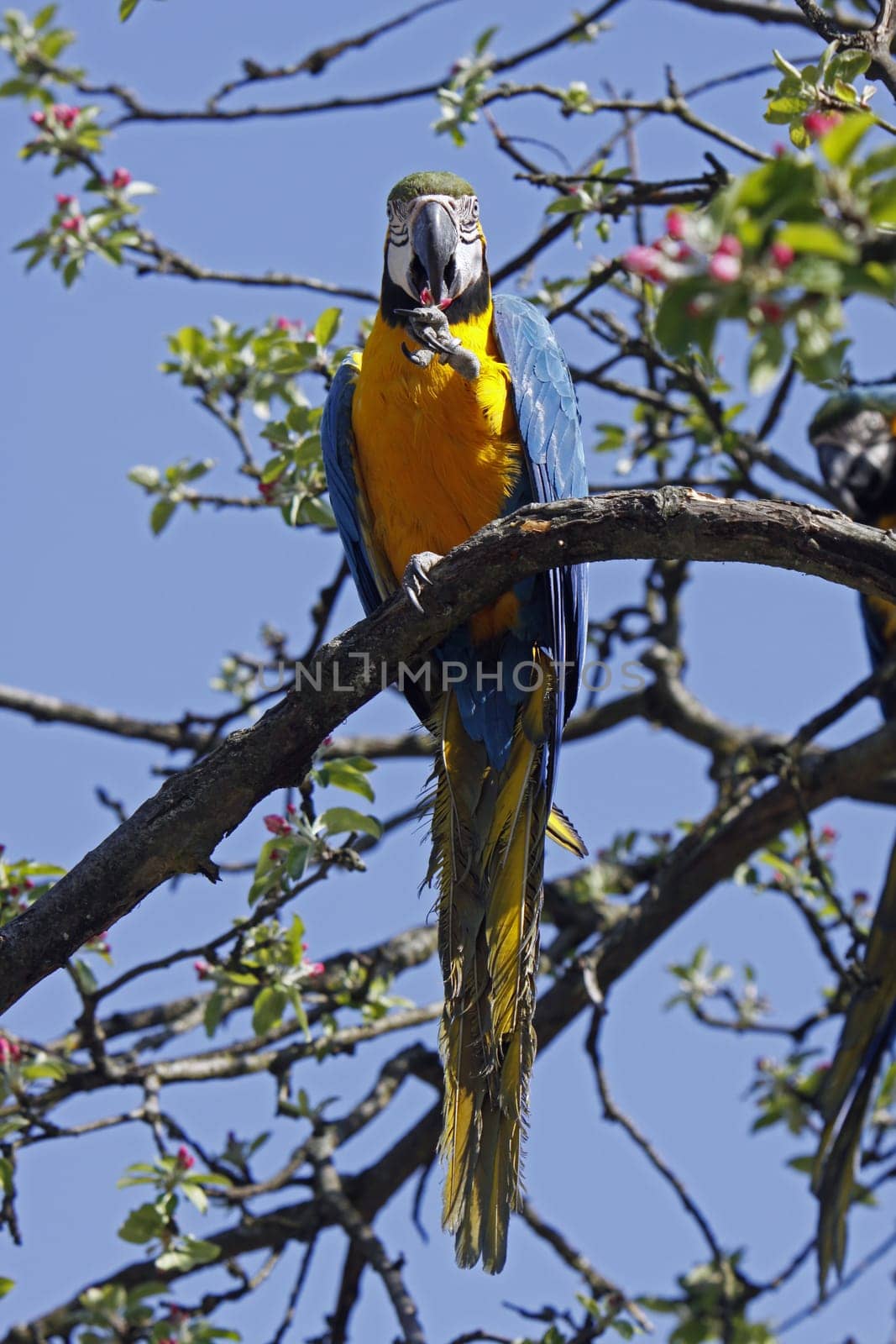 Yellow-breasted Macaw