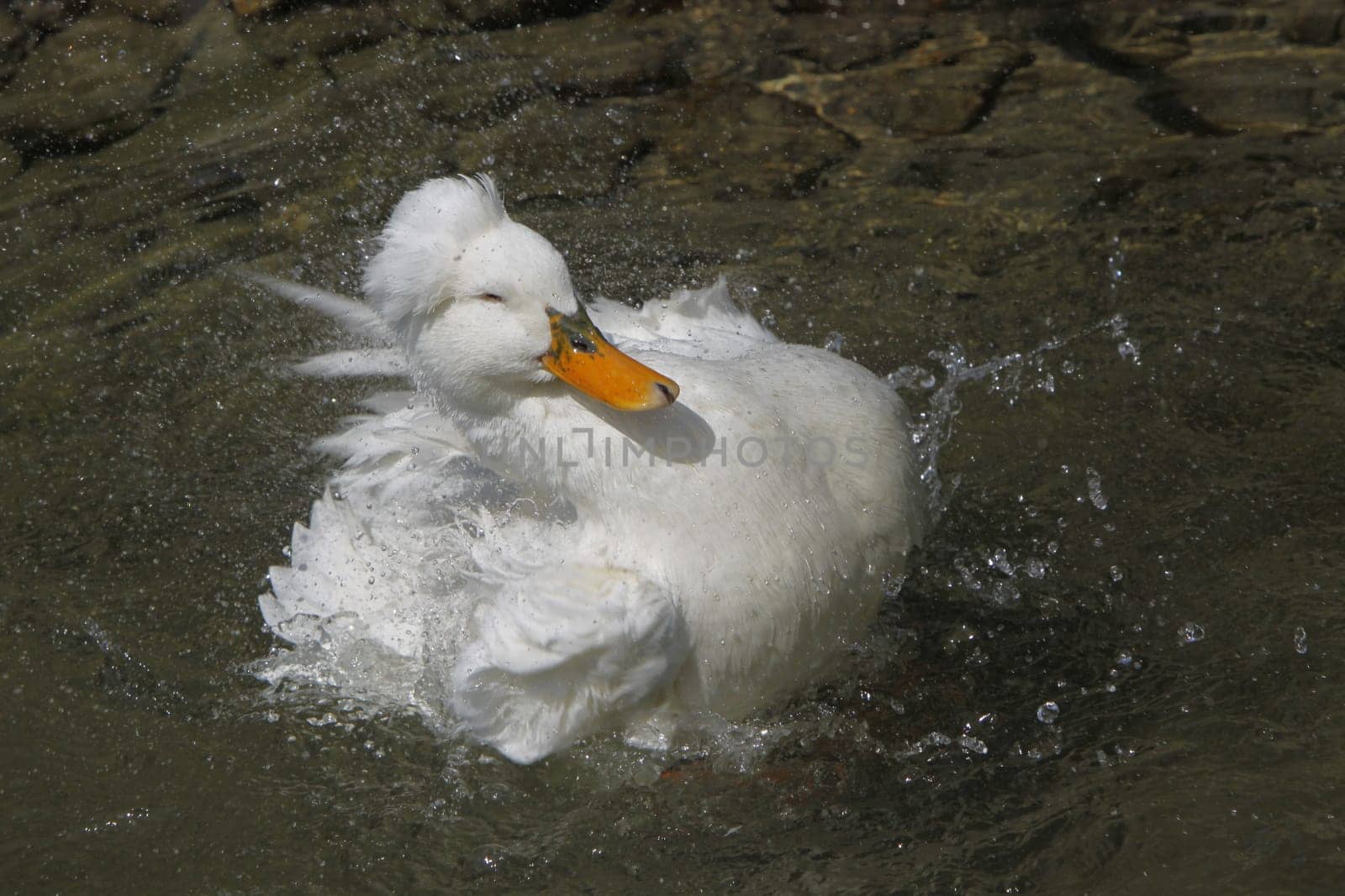 Bathing crested duck