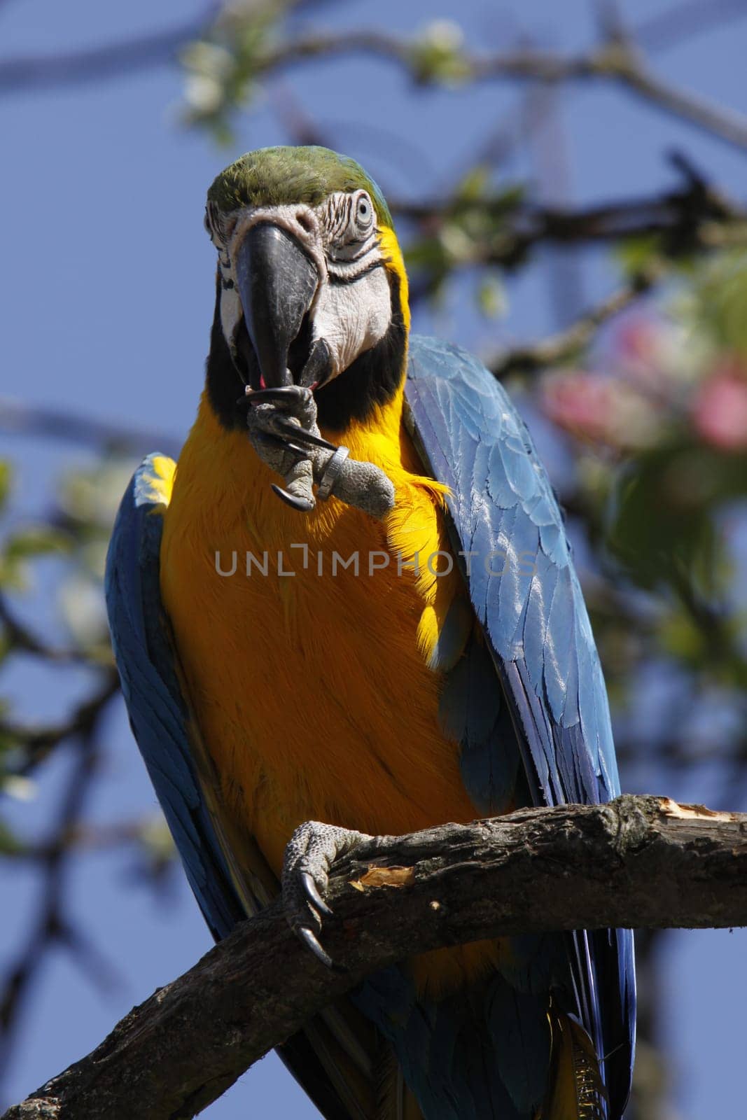 Yellow-breasted Macaw