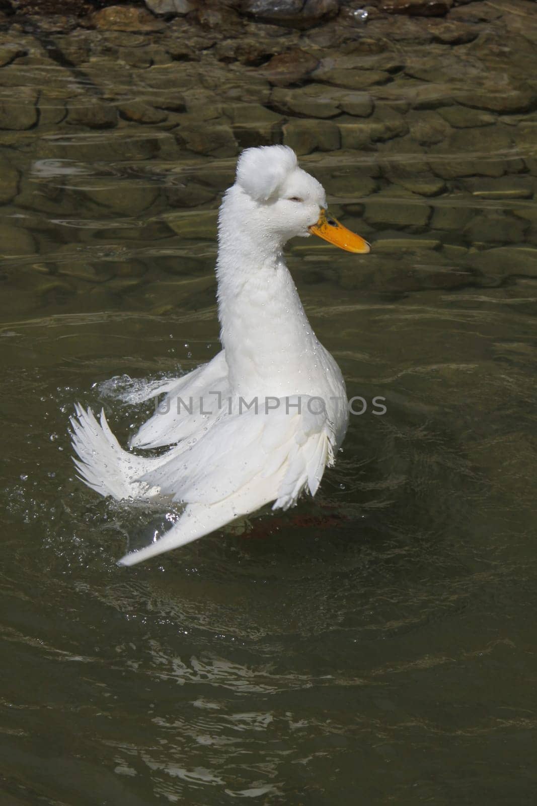Bathing crested duck