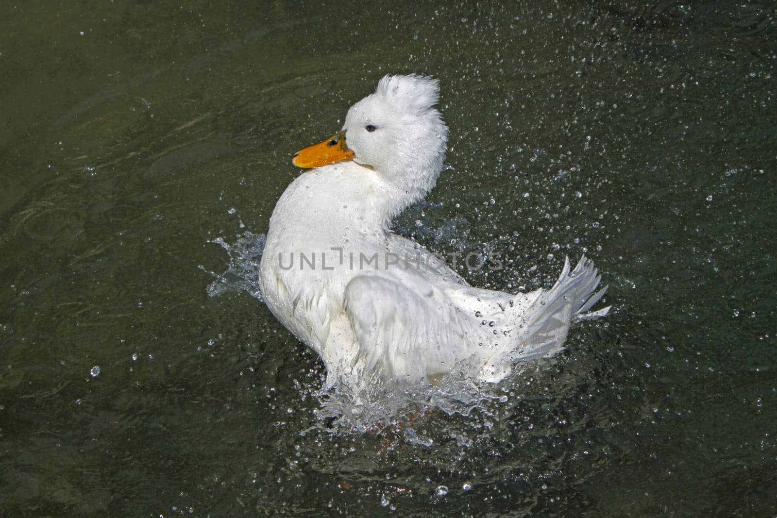 Bathing crested duck