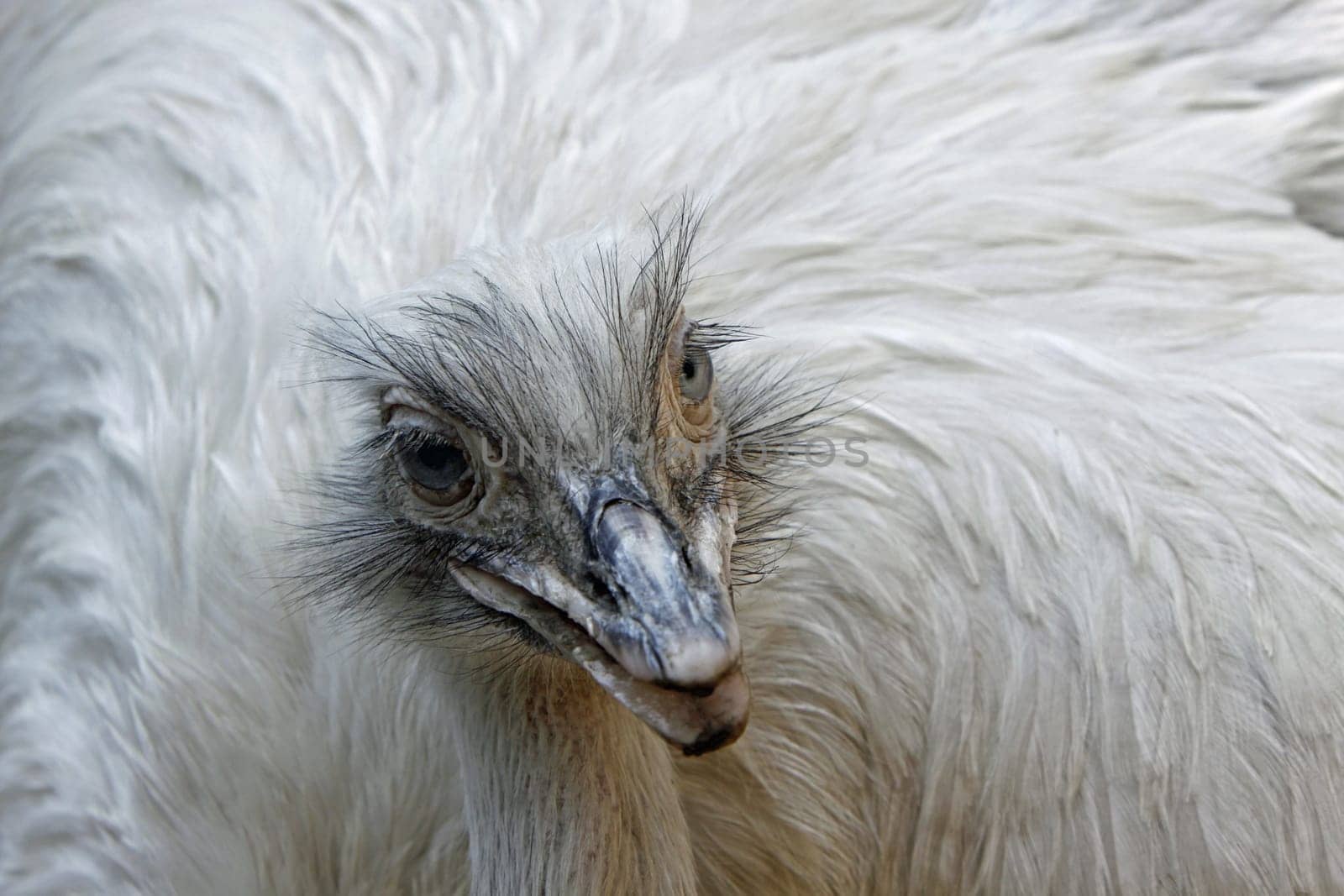 Greater rhea