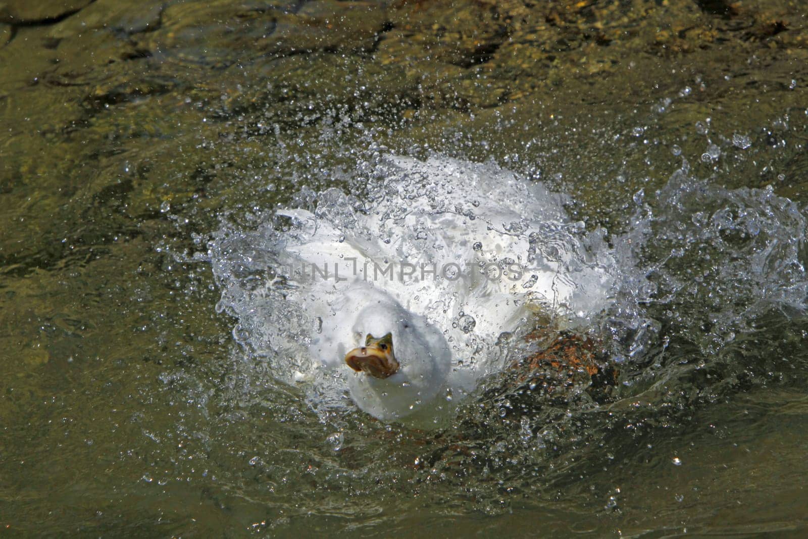 Bathing crested duck