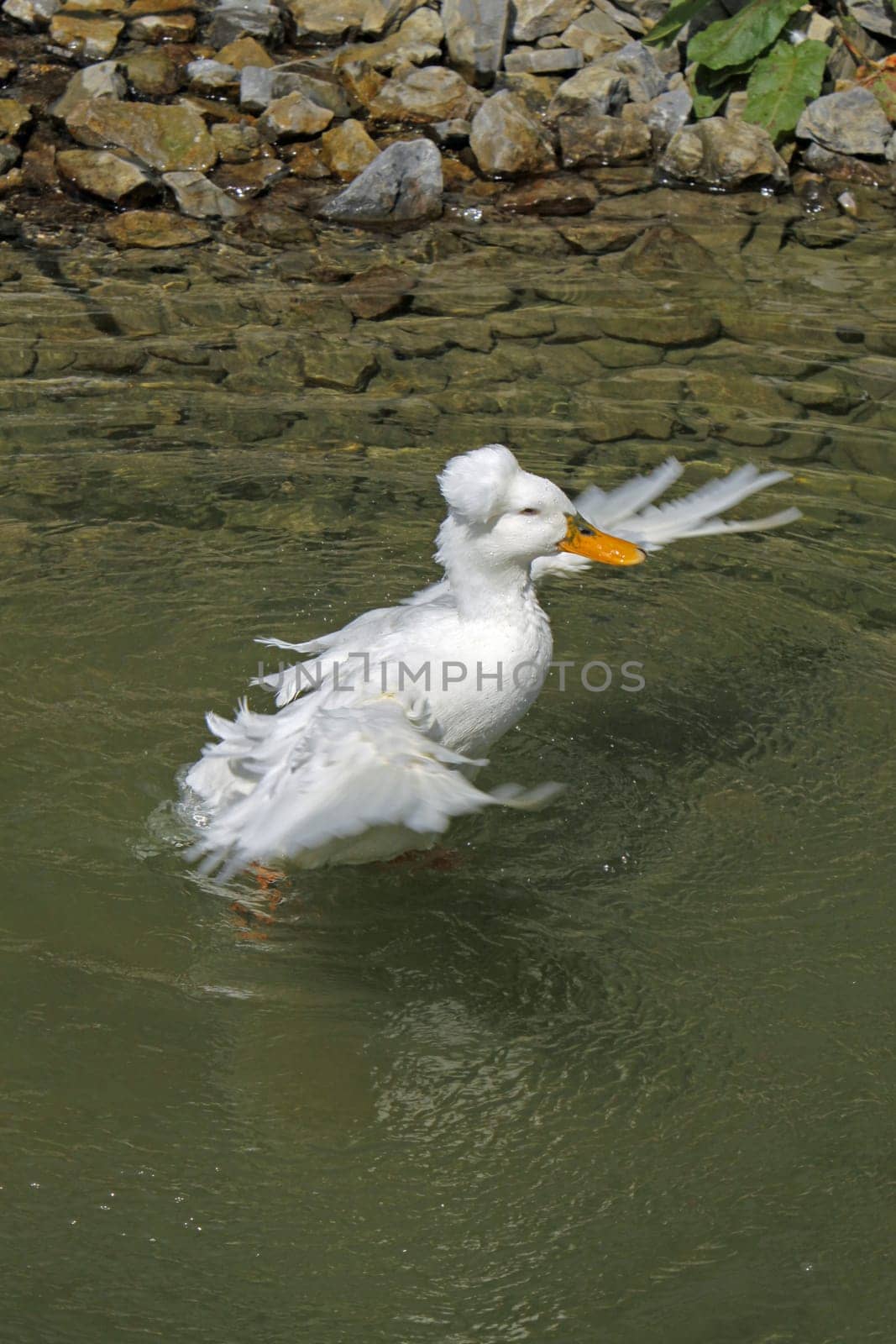 Bathing crested duck