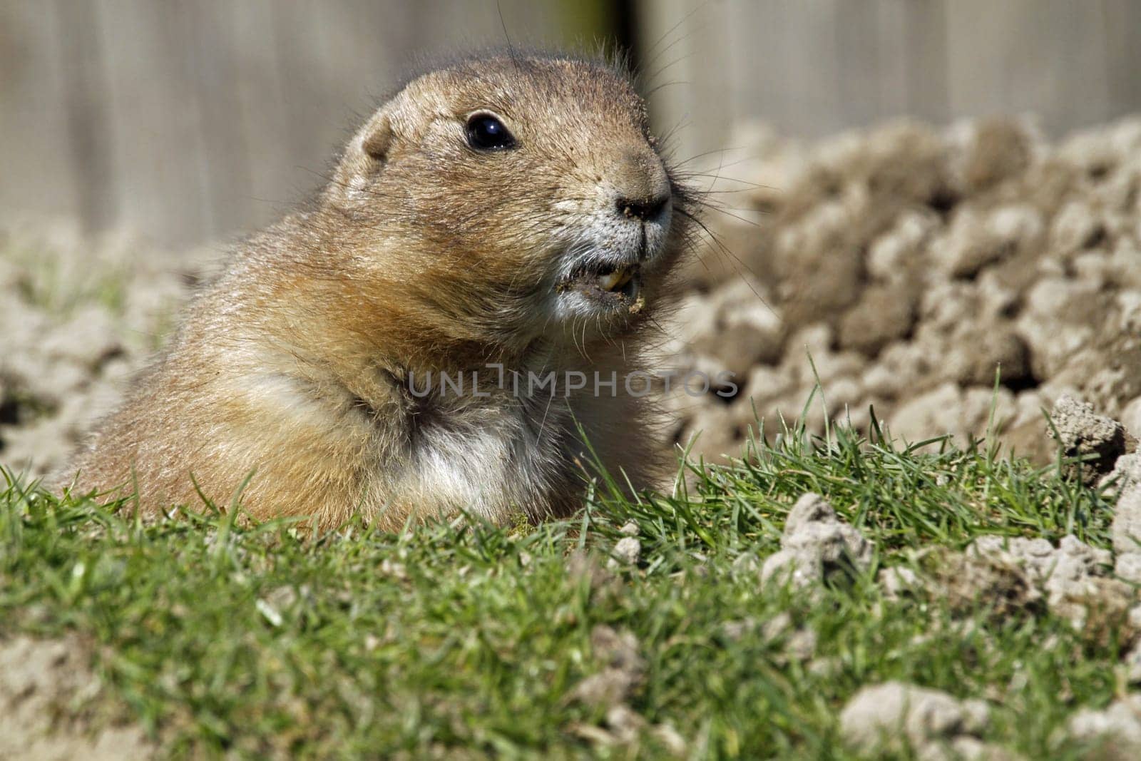 Prairie dog