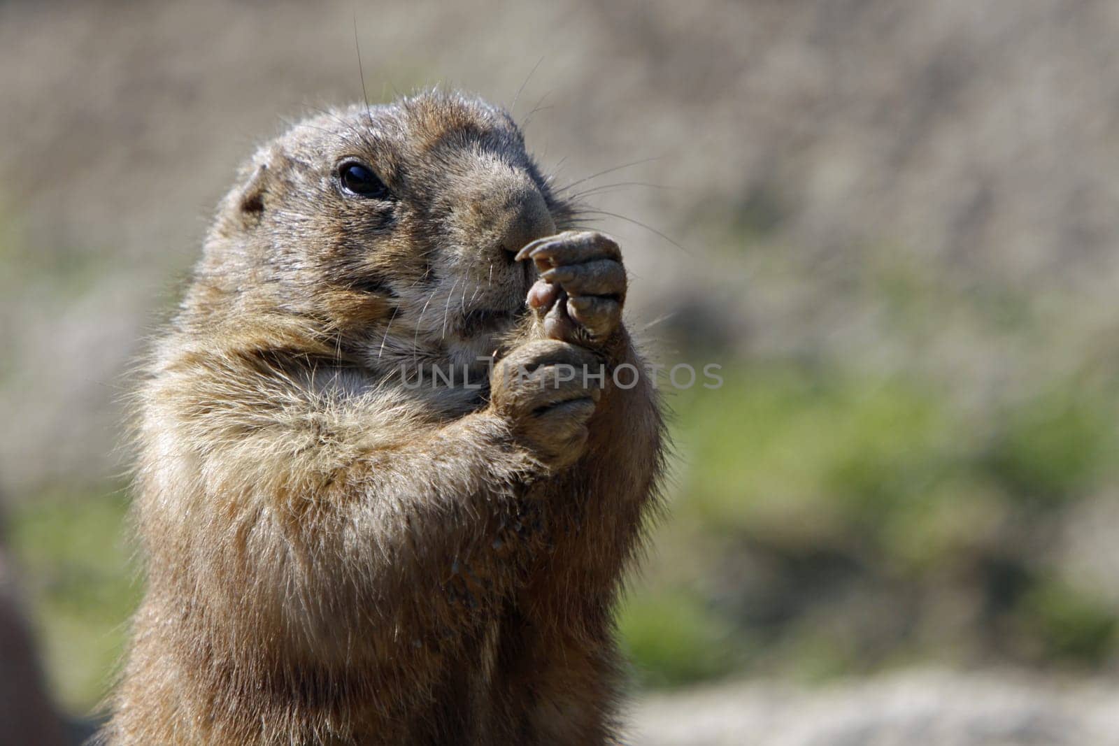 Prairie dog