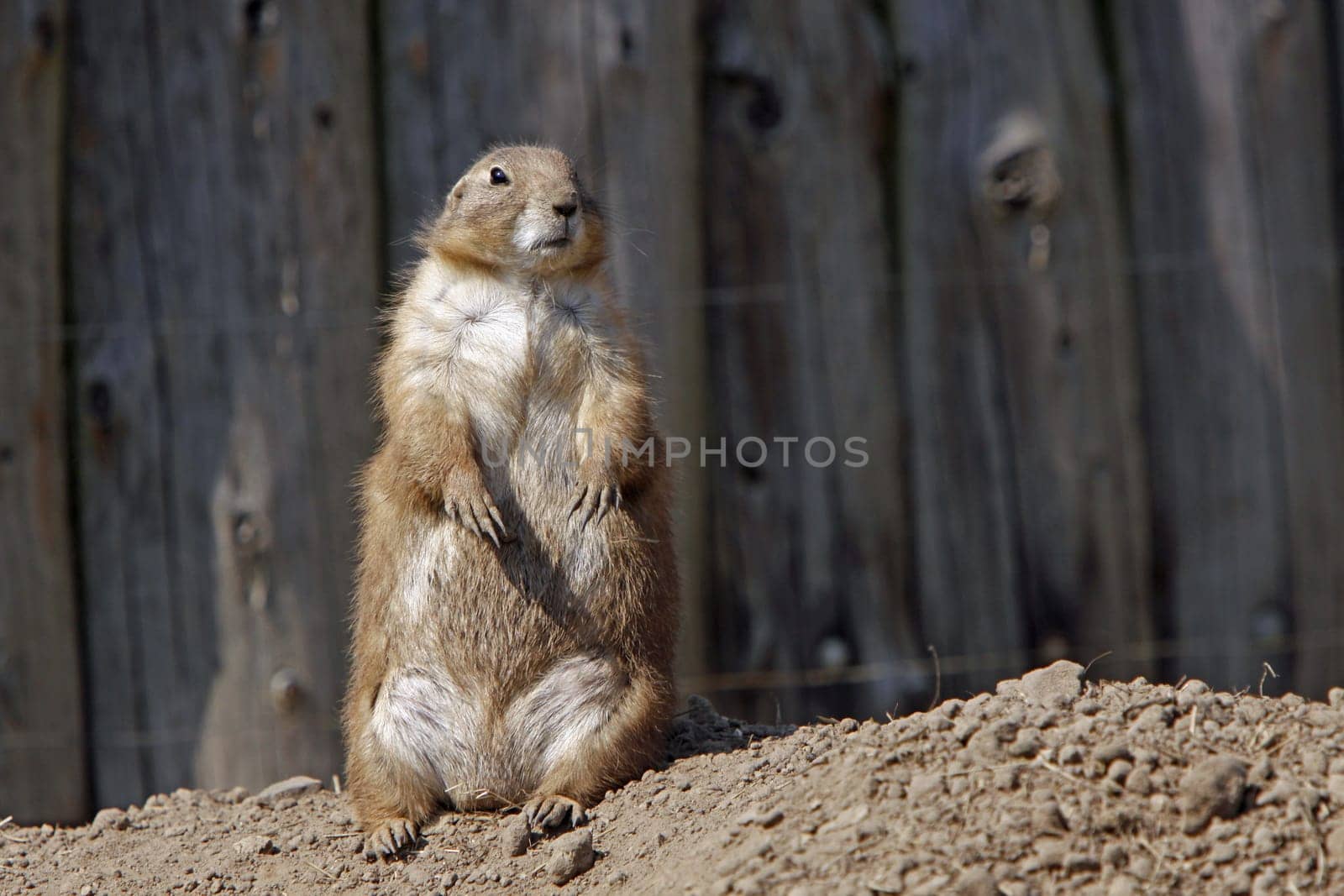 Prairie dog