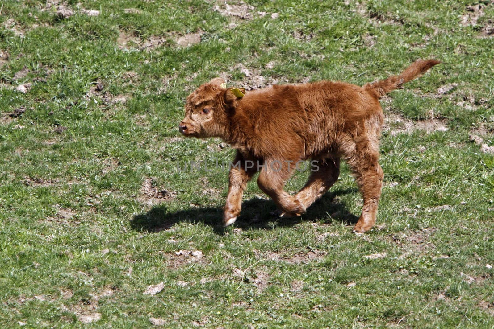 Scottish Highland cattle