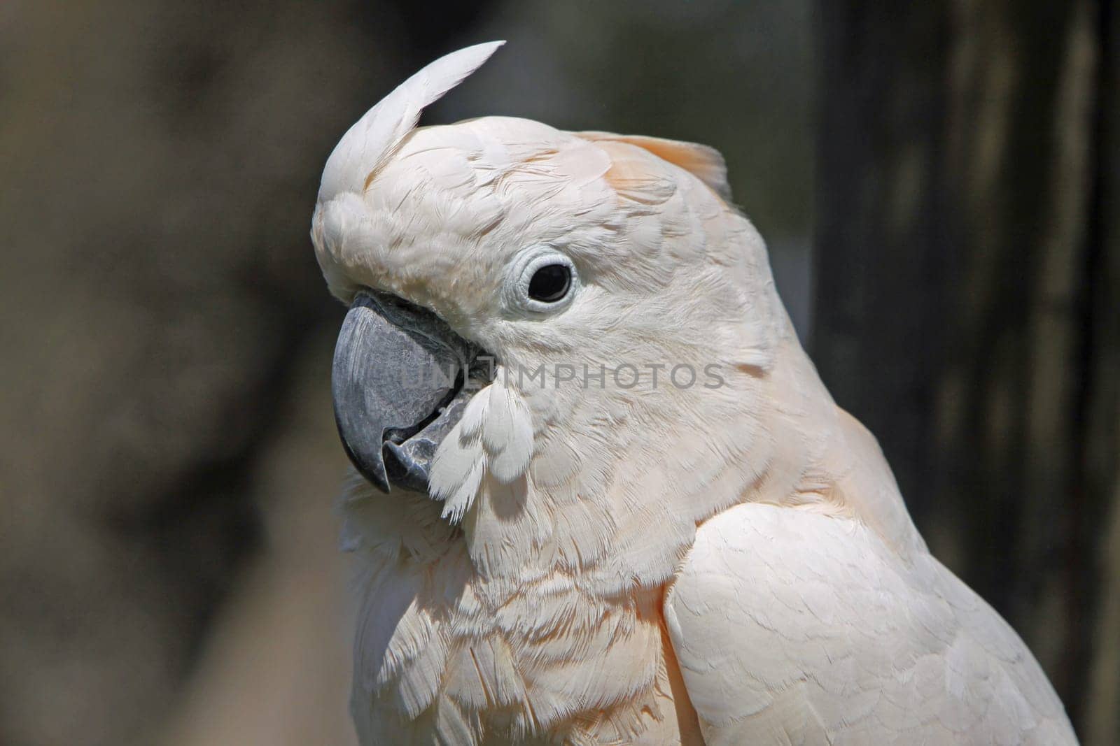 Moluccan Cockatoo