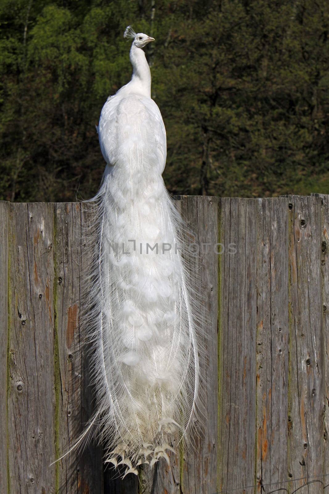 White peacock