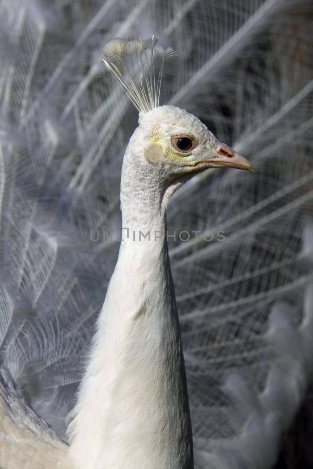 White peacock