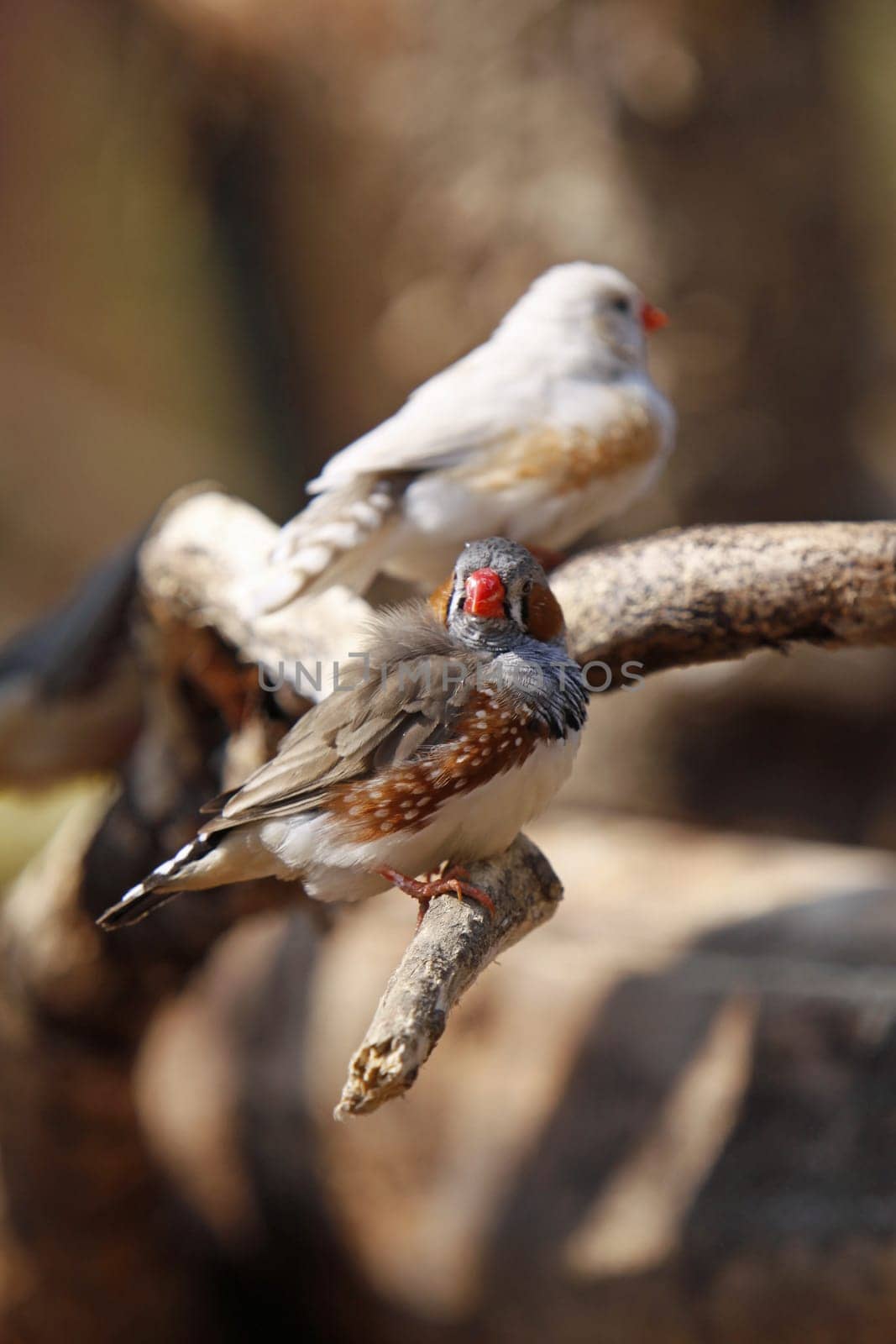 Zebra finches