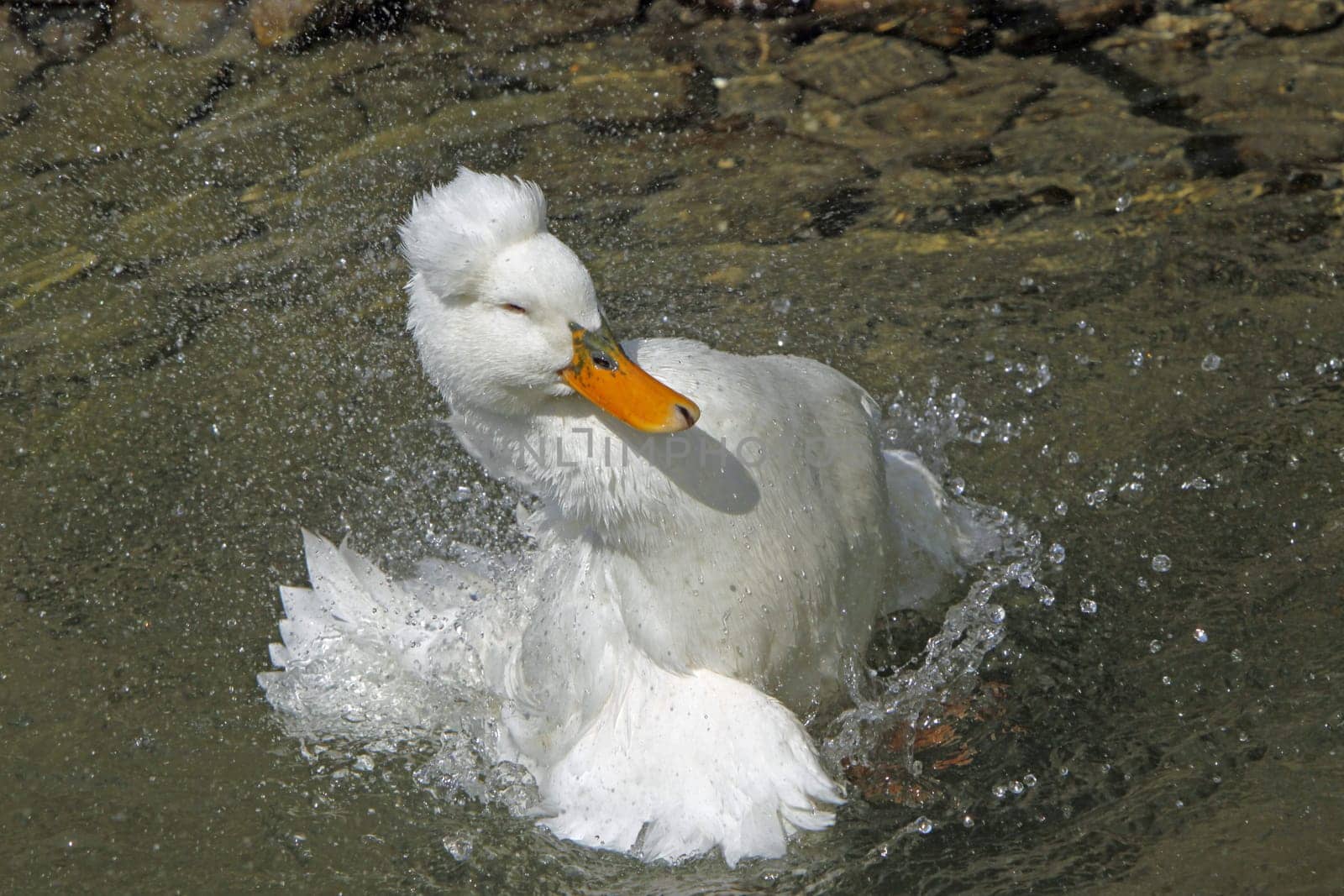 Bathing crested duck