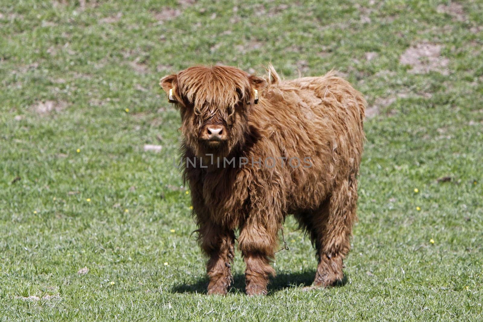 Scottish Highland cattle