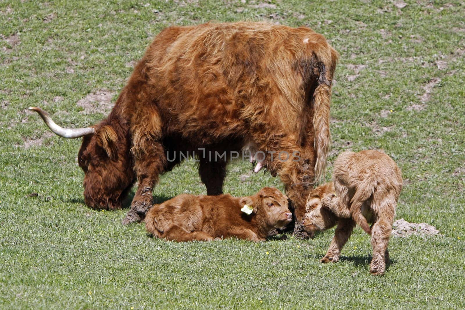 Scottish Highland cattle