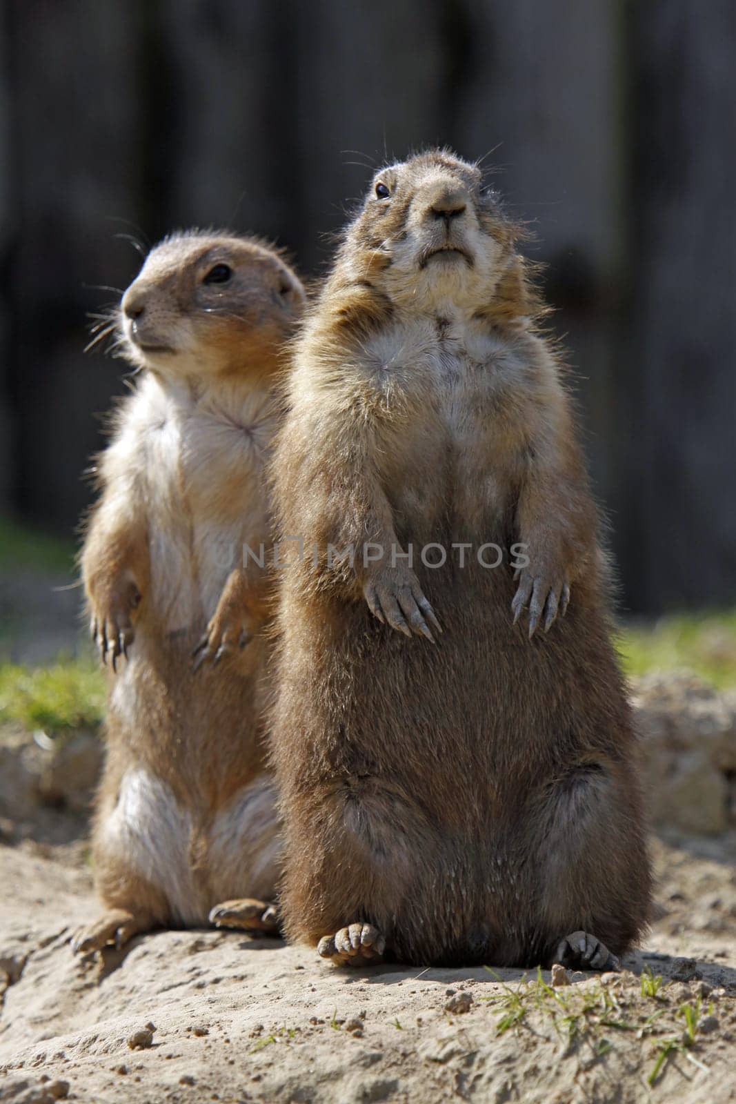 Two prairie dogs