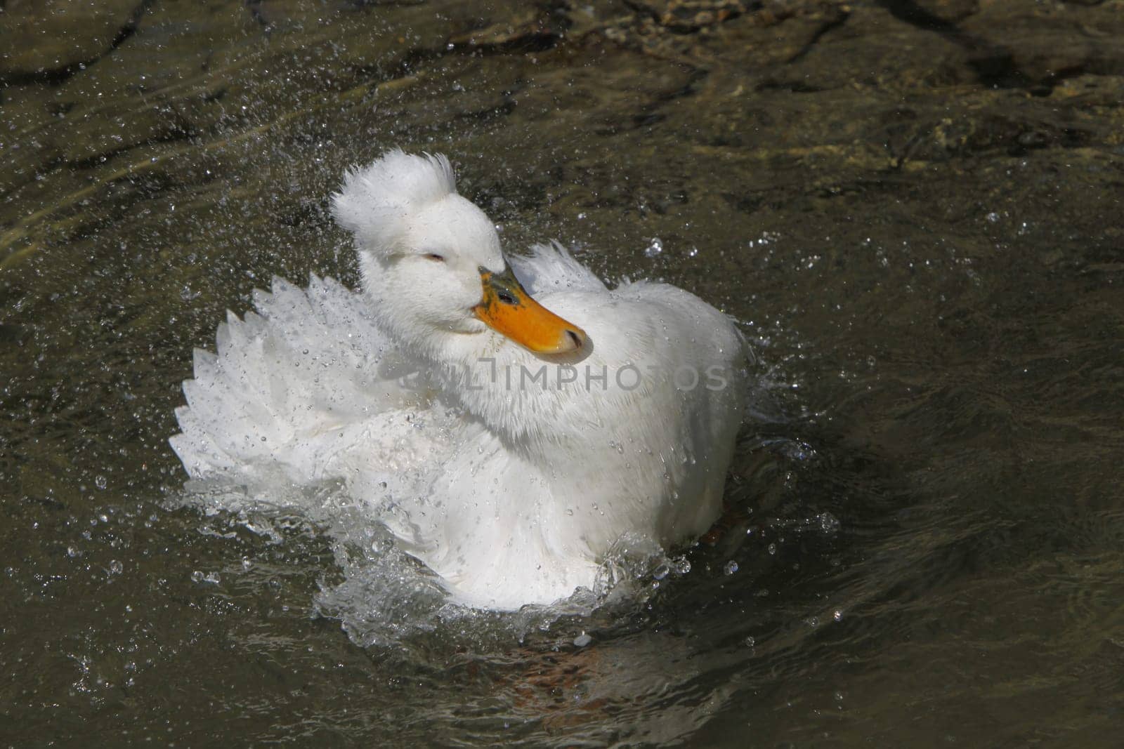 Bathing crested duck