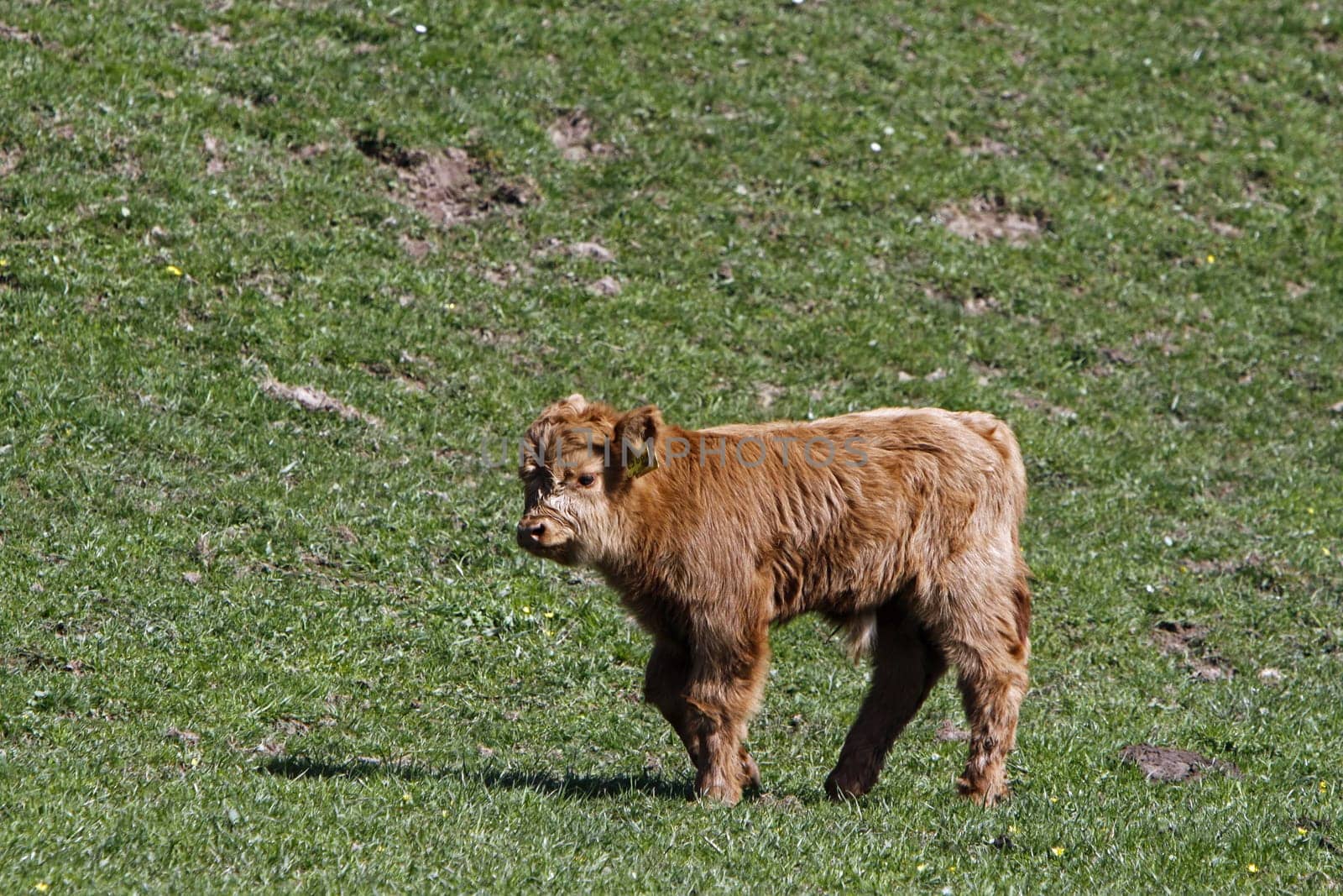 Scottish Highland cattle