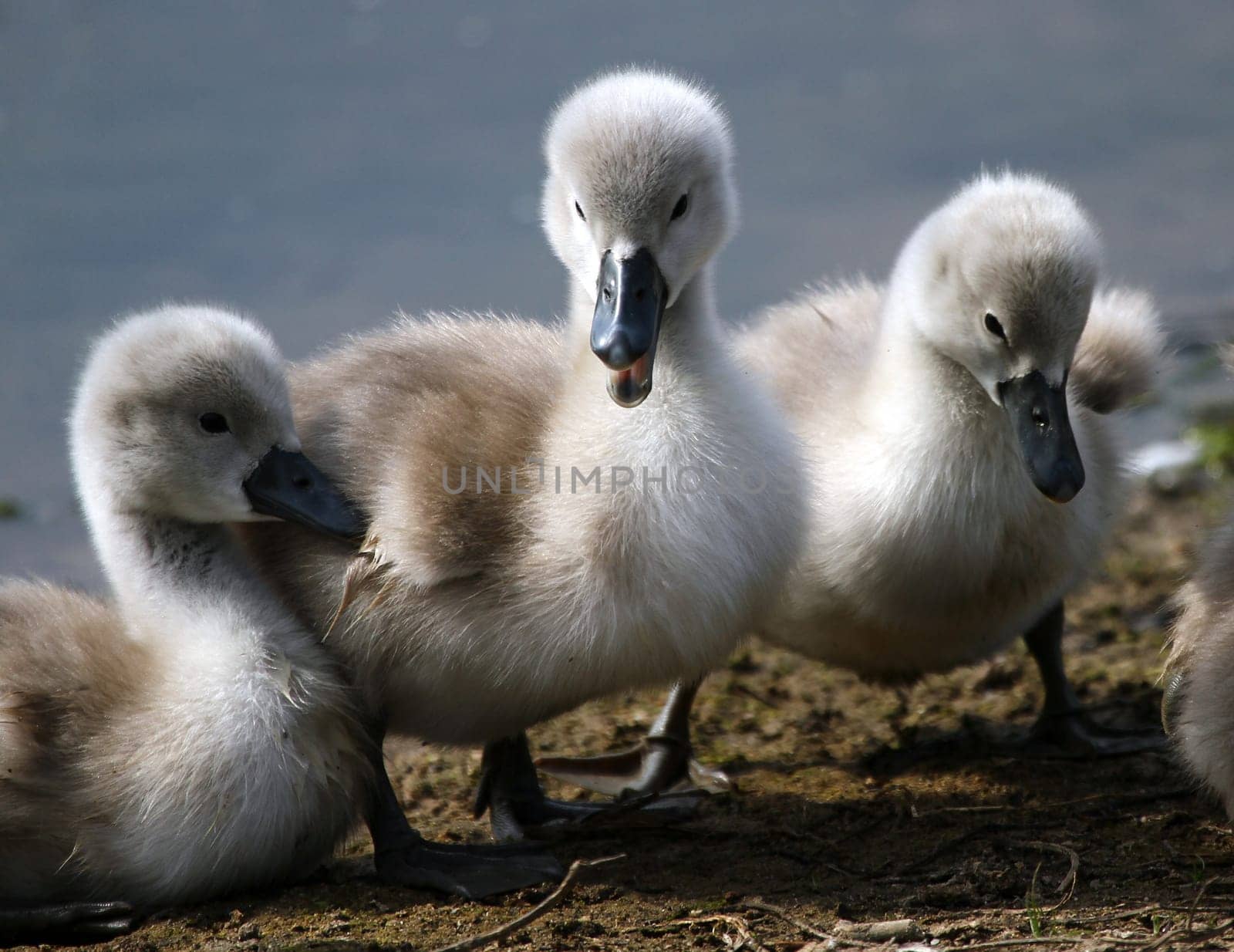 SwanChildren