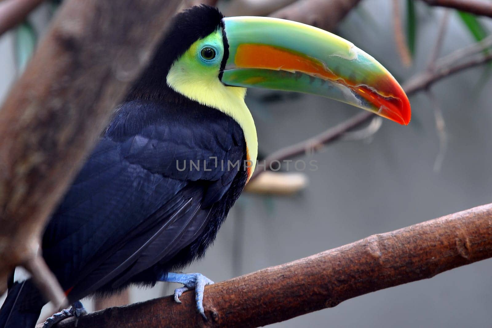 Fisherman's Toucan