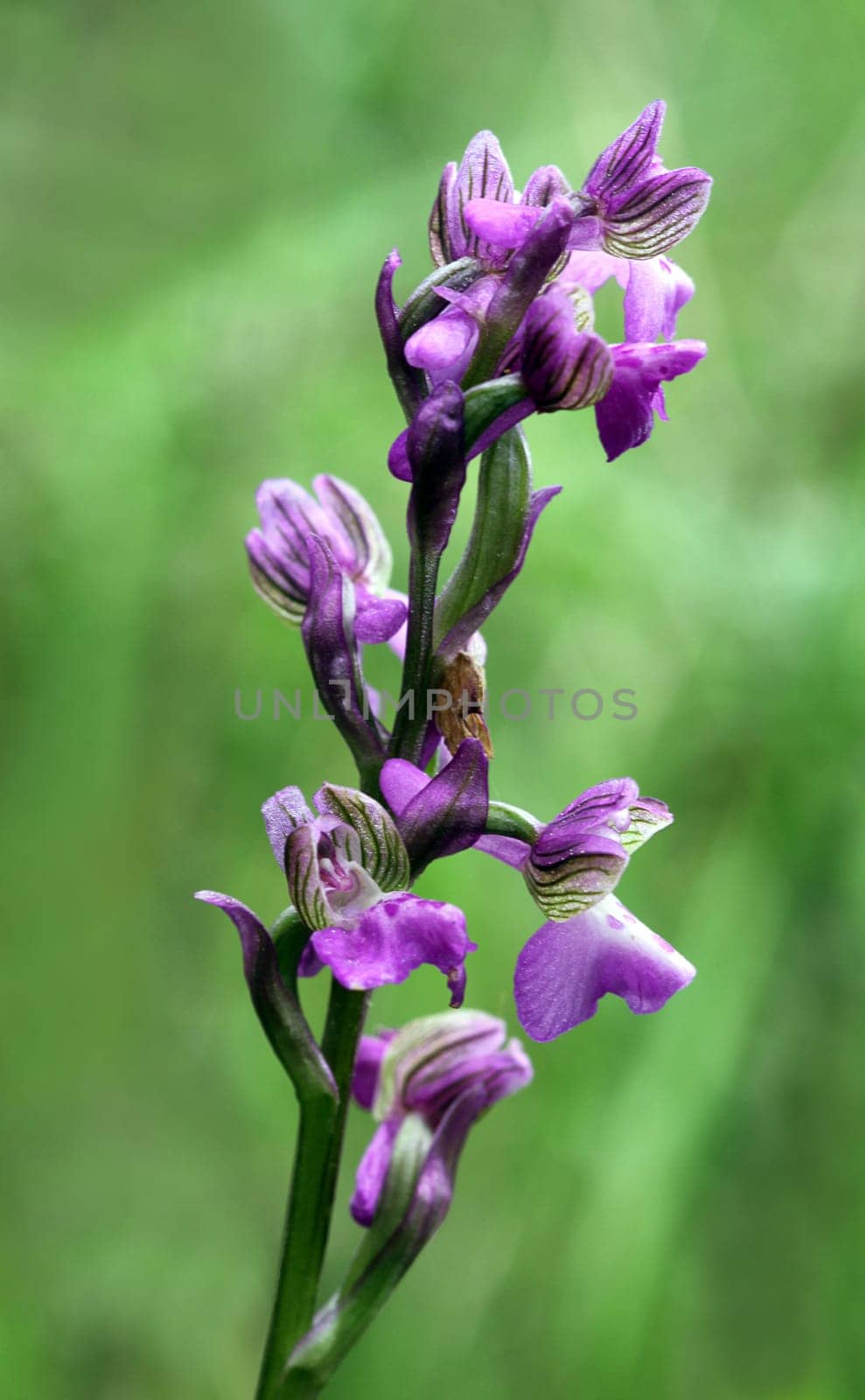 Orchid (Orchis morio)