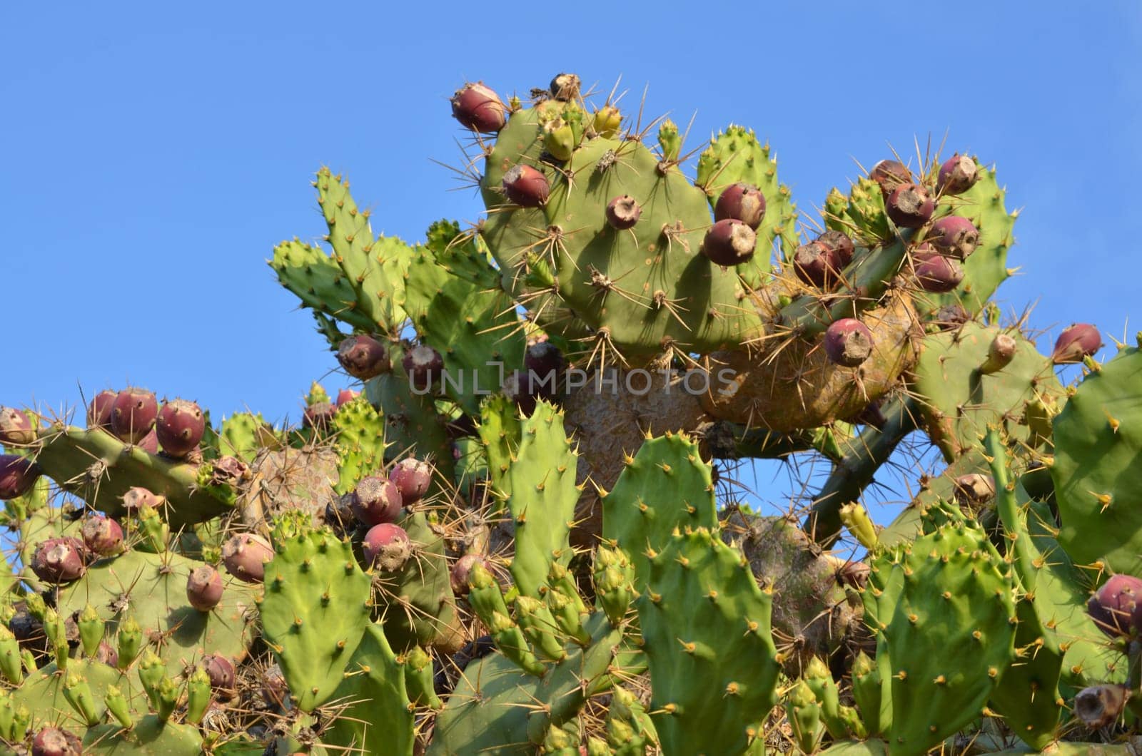 Prickly pear