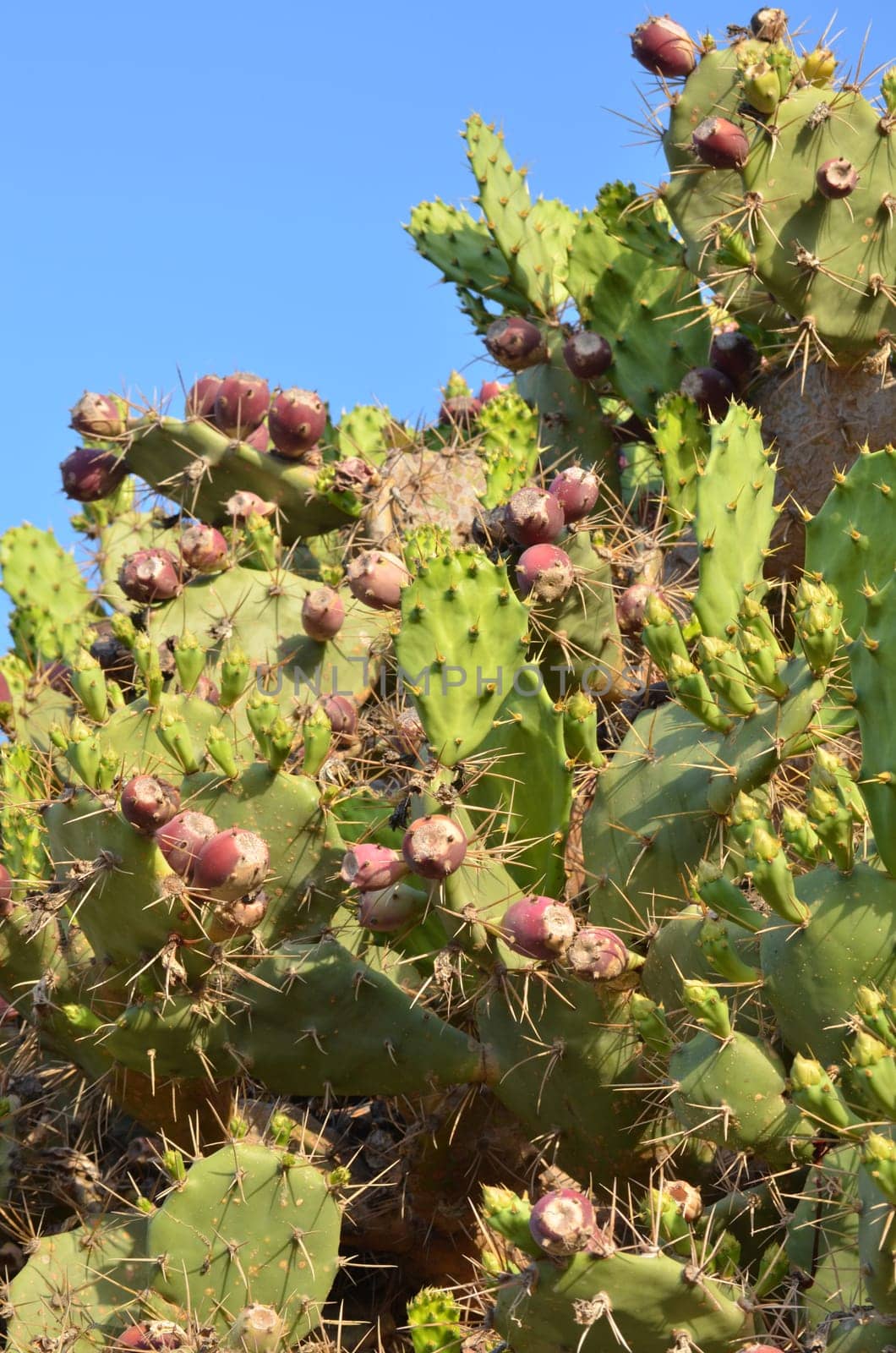 Prickly pear