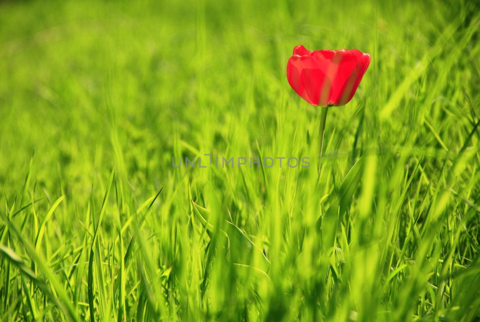 Red Tulip