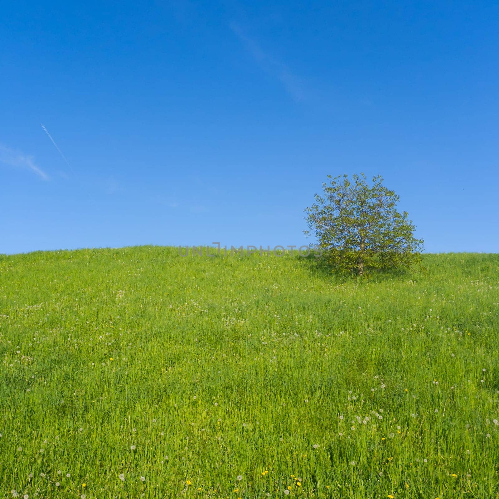Meadow full of dandelions with single tree