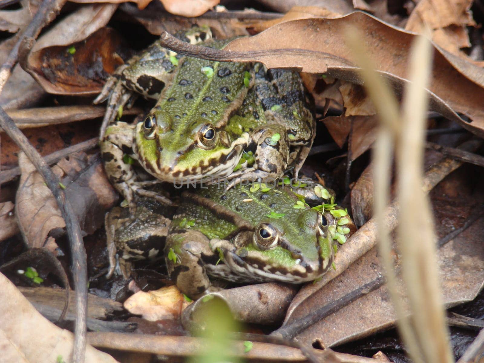 Two Pond Frogs