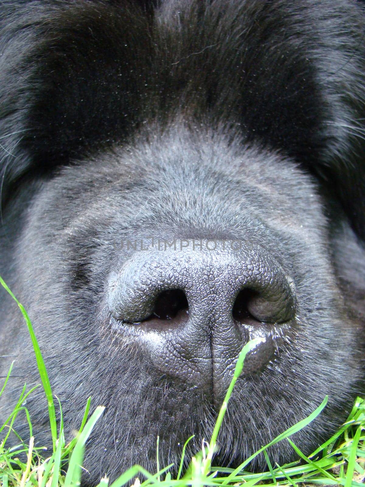 Tired Newfoundland