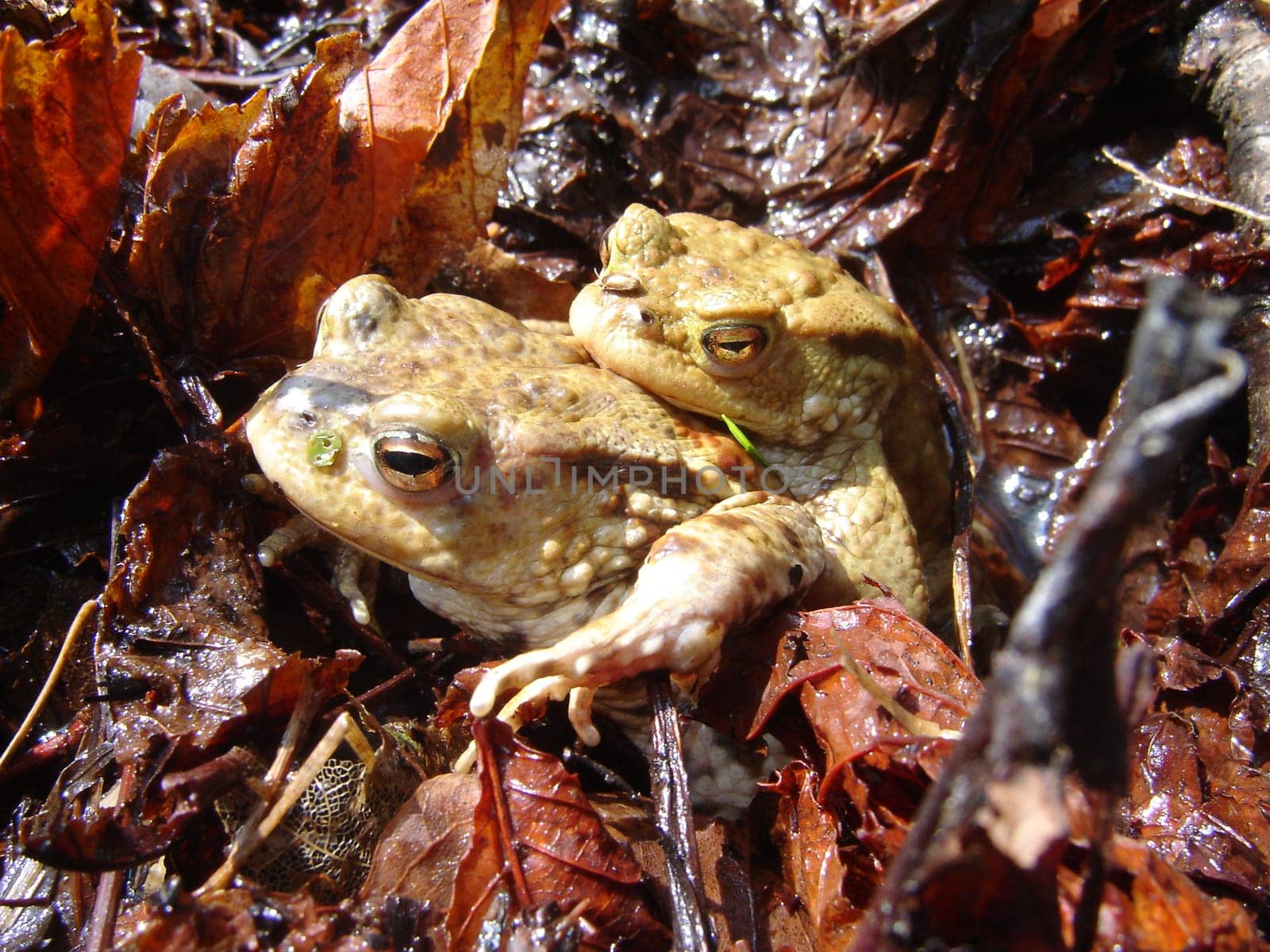 Pair of toads in Hainich National Park