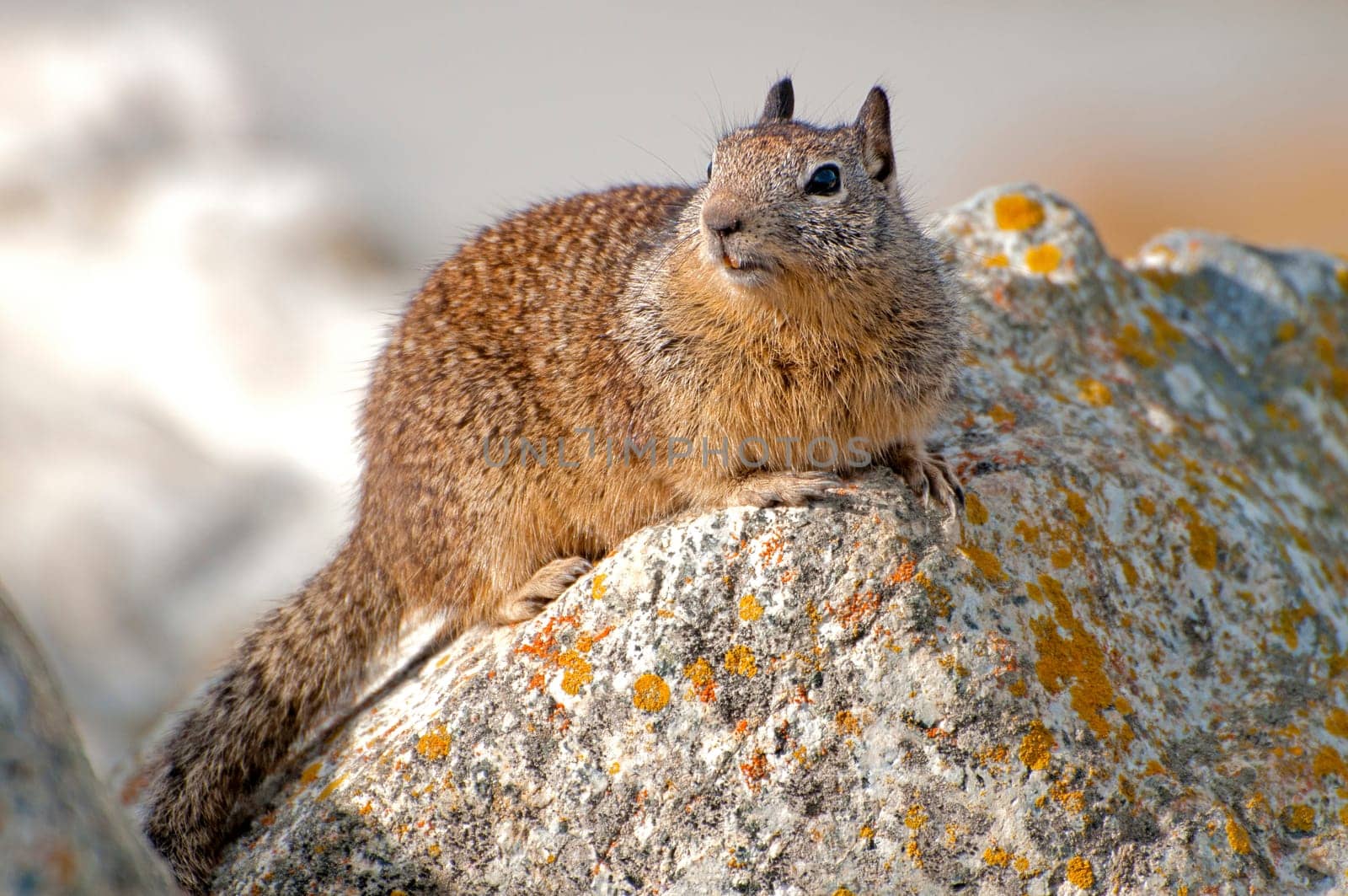 California ground squirrel